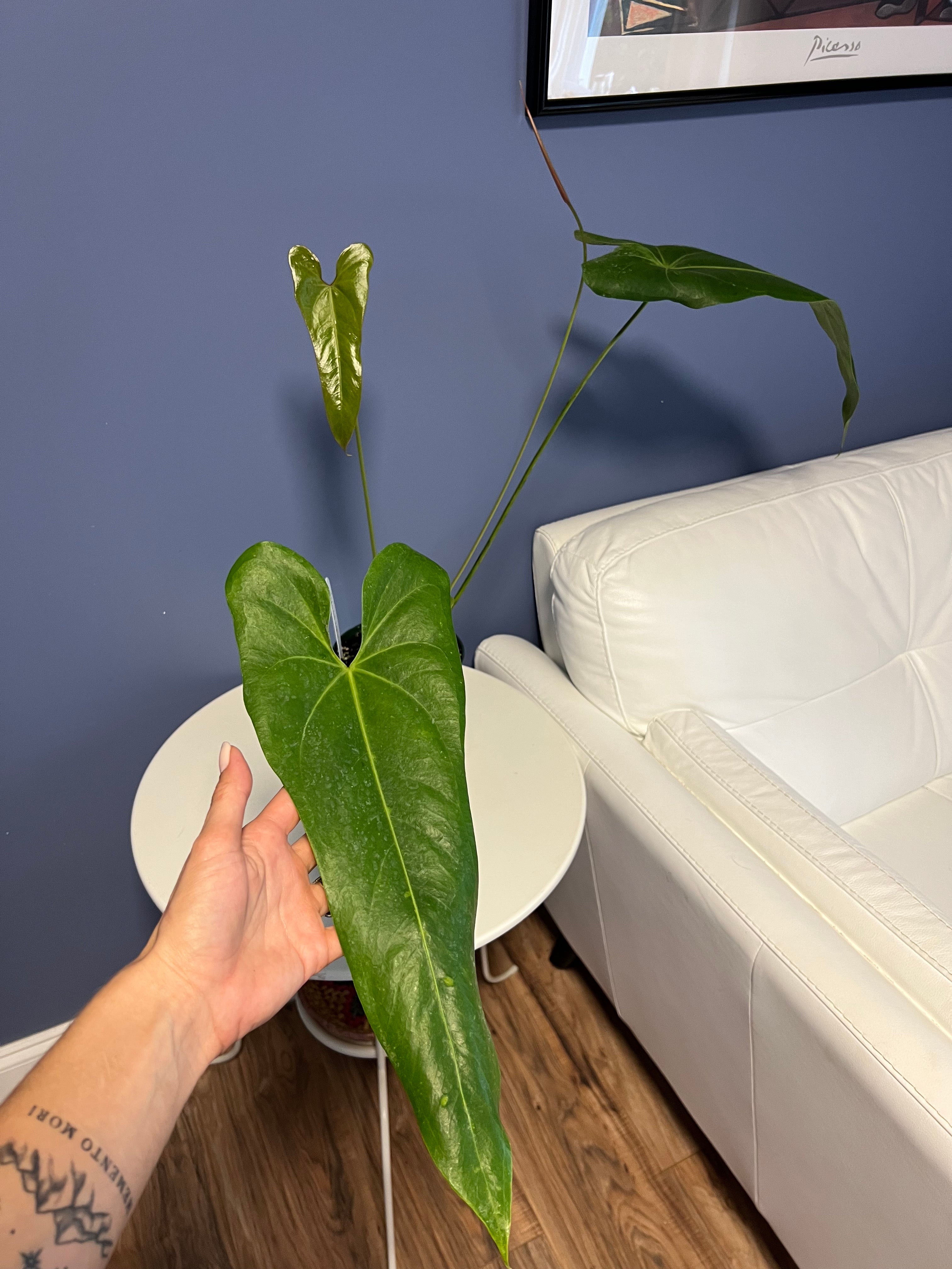 palazzo anthurium Anthurium Verapazense – Lauderdale Aroid House