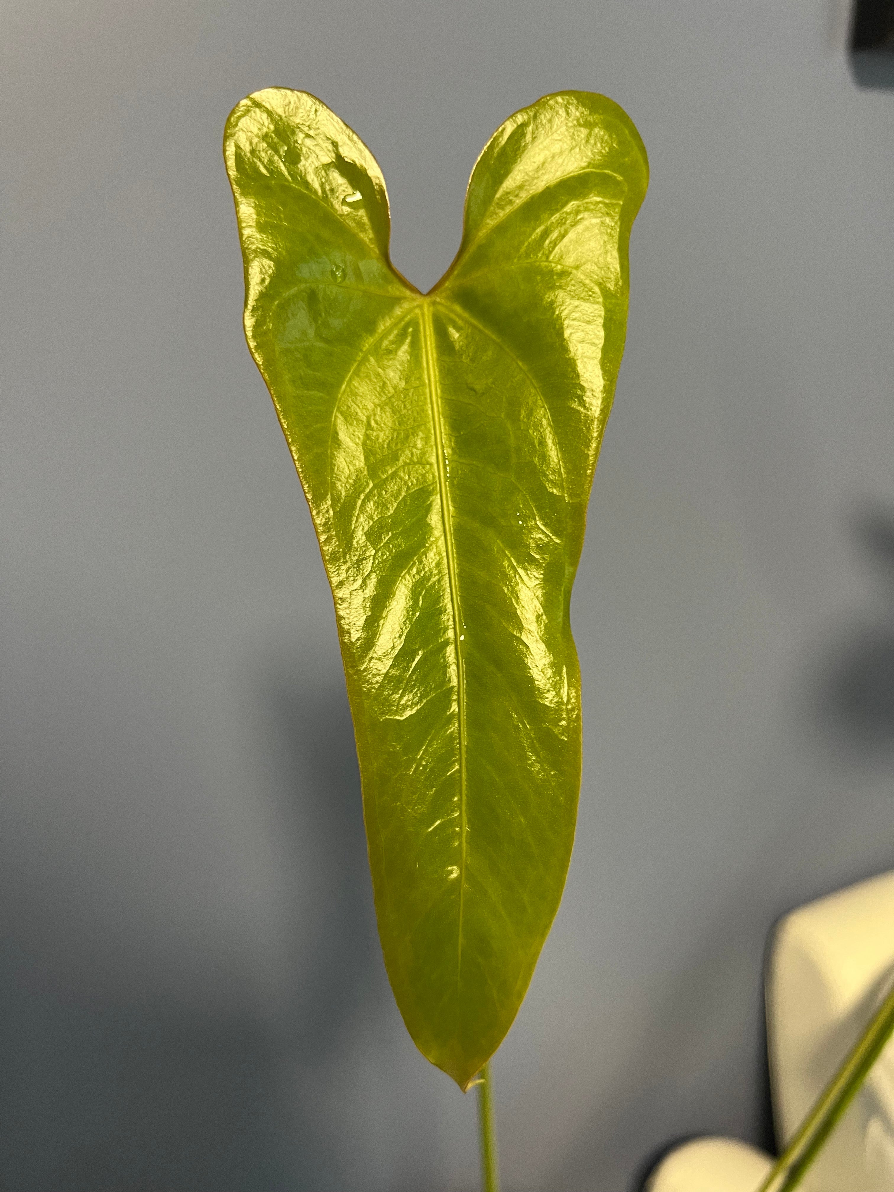 anthurium lazarz Anthurium Verapazense – Lauderdale Aroid House