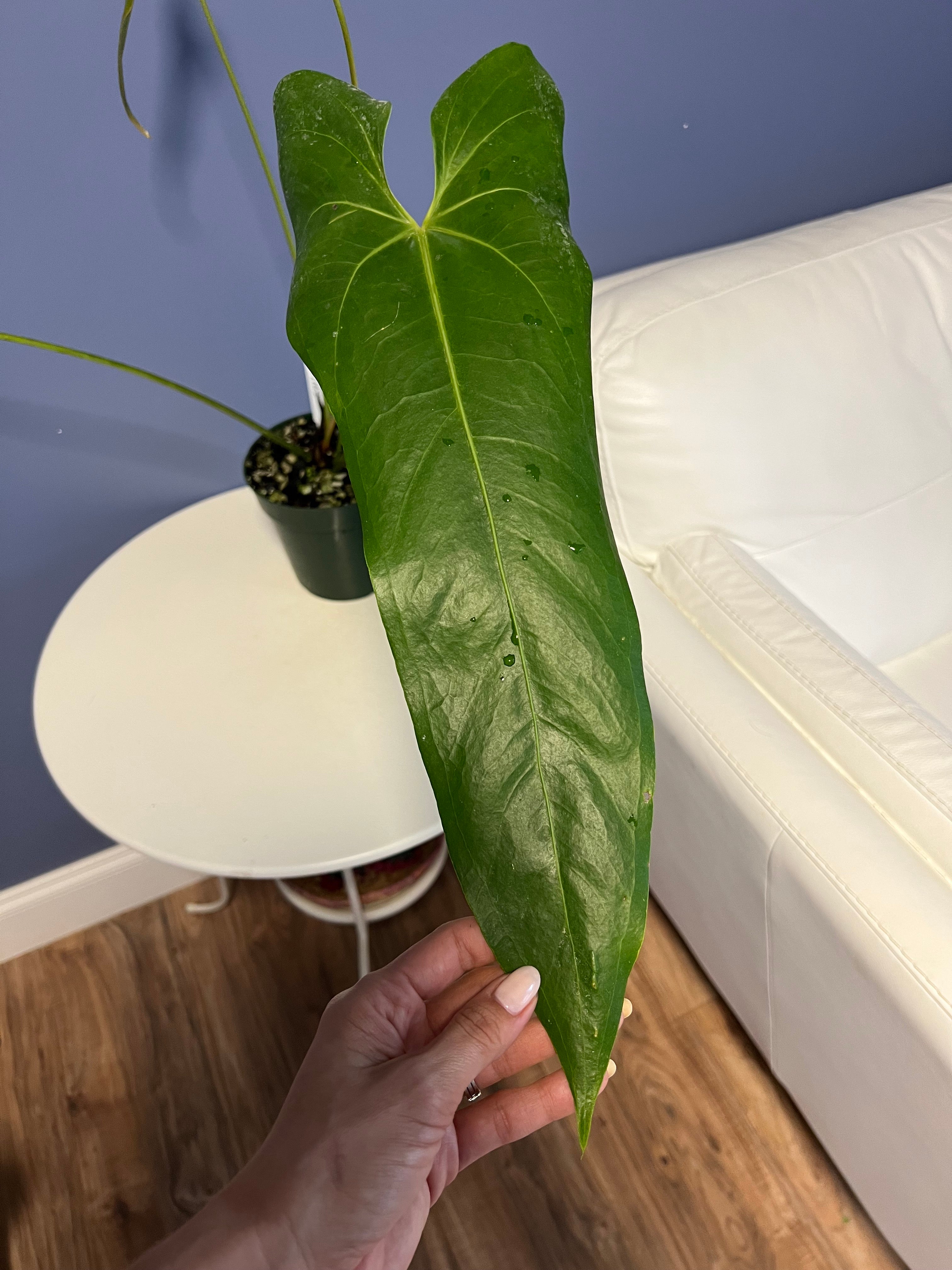anthurium verapazense Anthurium Verapazense – Lauderdale Aroid House