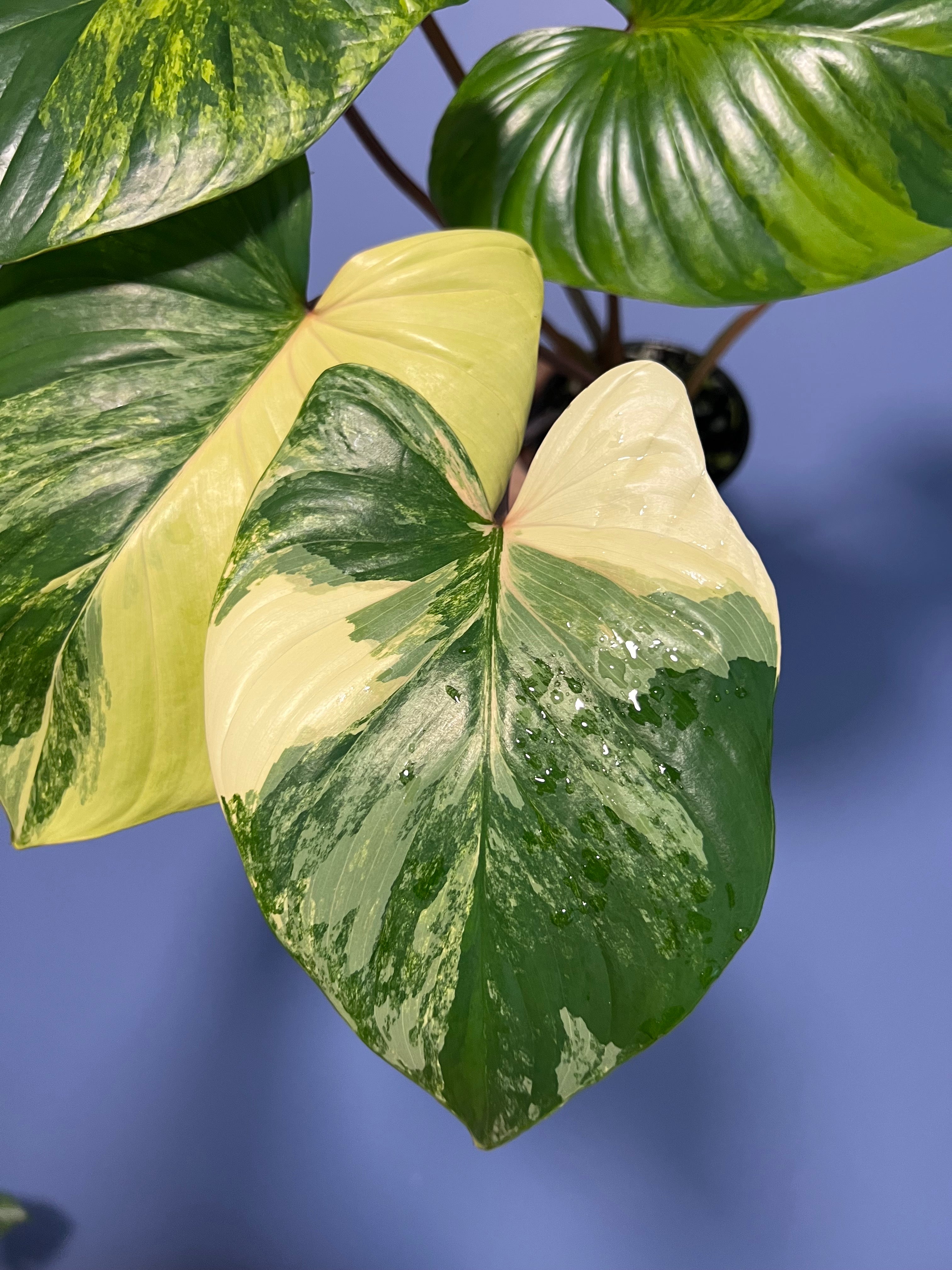 Homalomena Rubescens Variegated Aurea – Lauderdale Aroid House