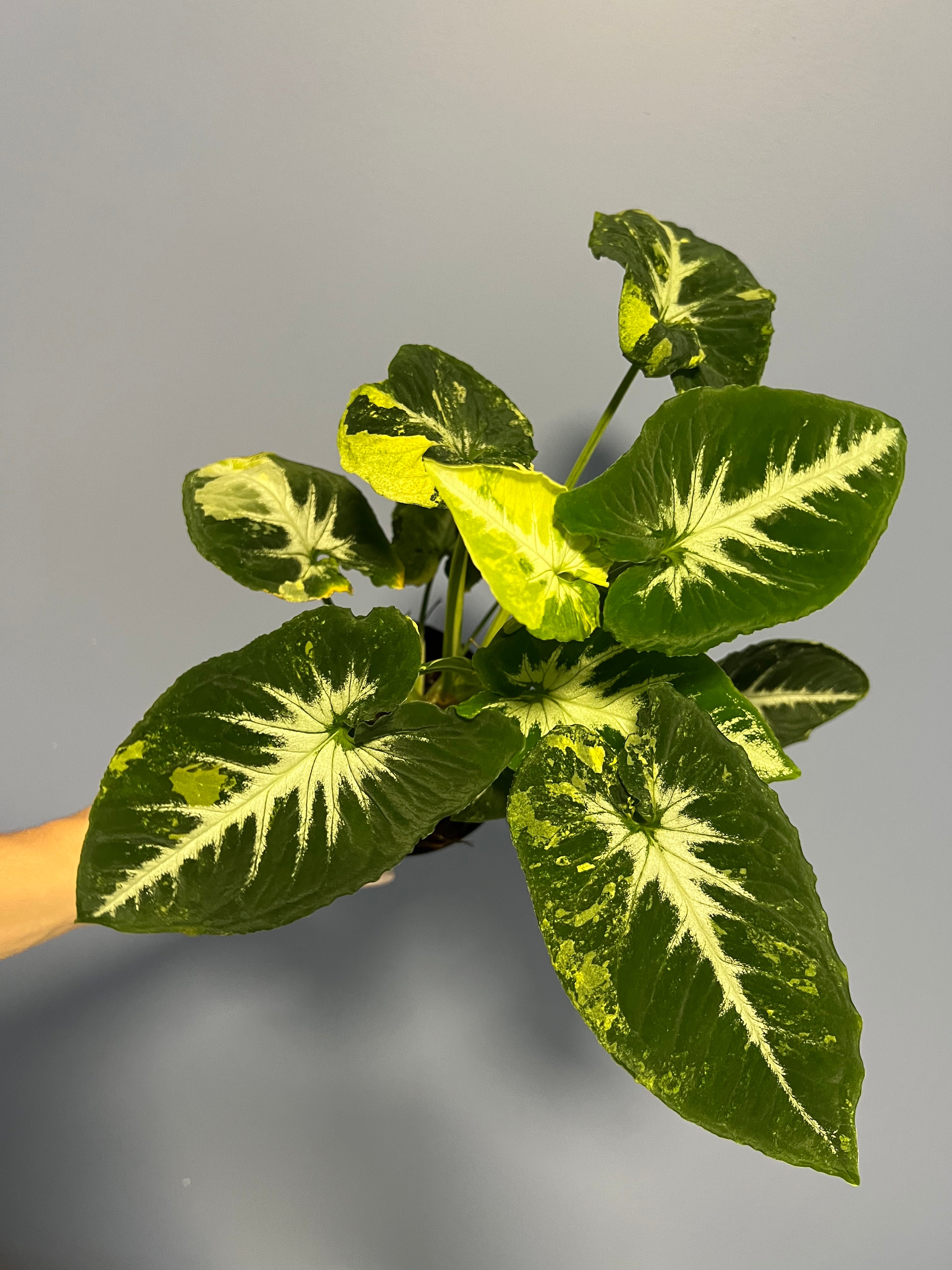 Syngonium Scrmabled Eggs