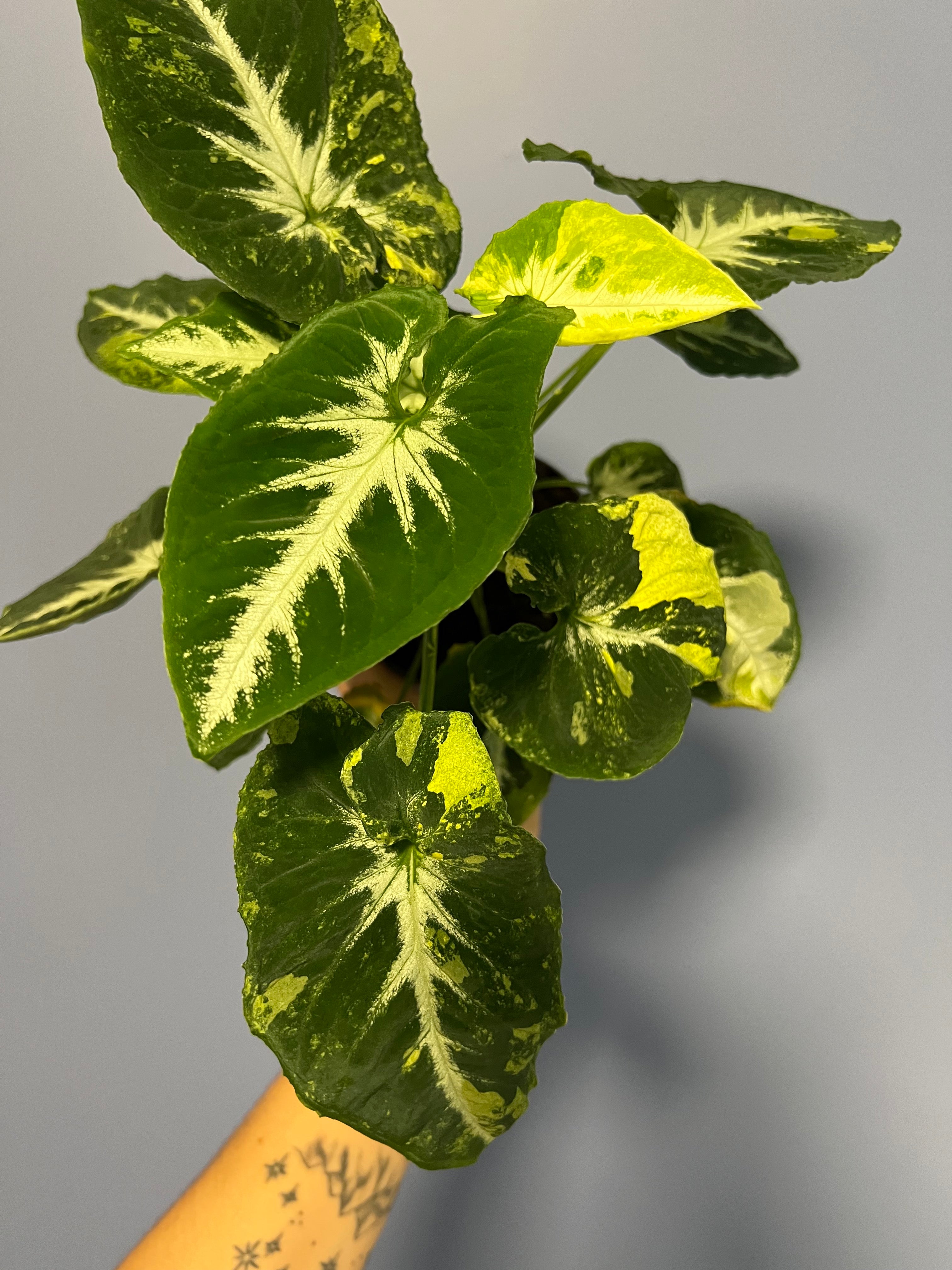 Syngonium Scrmabled Eggs