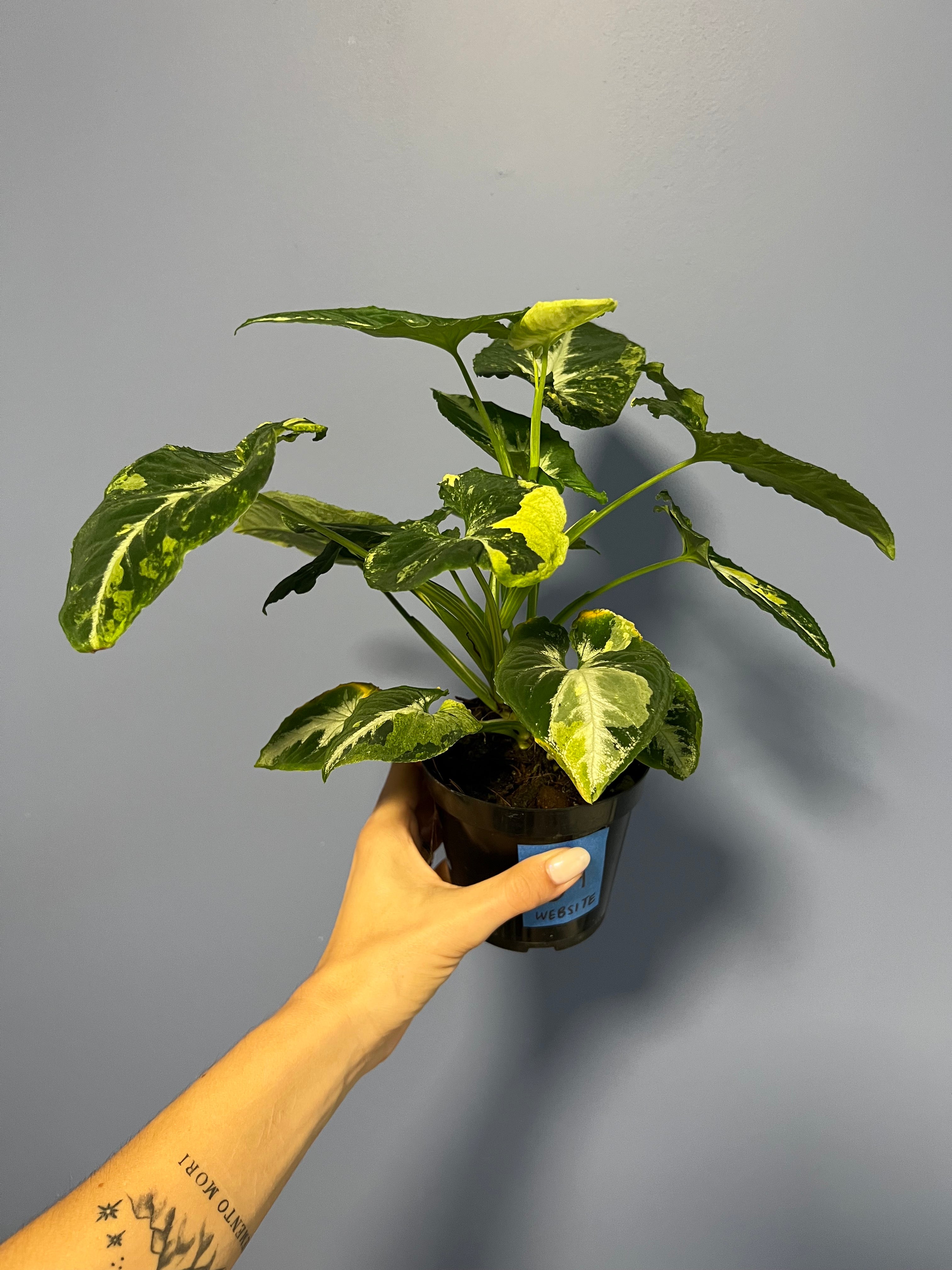 Syngonium Scrmabled Eggs