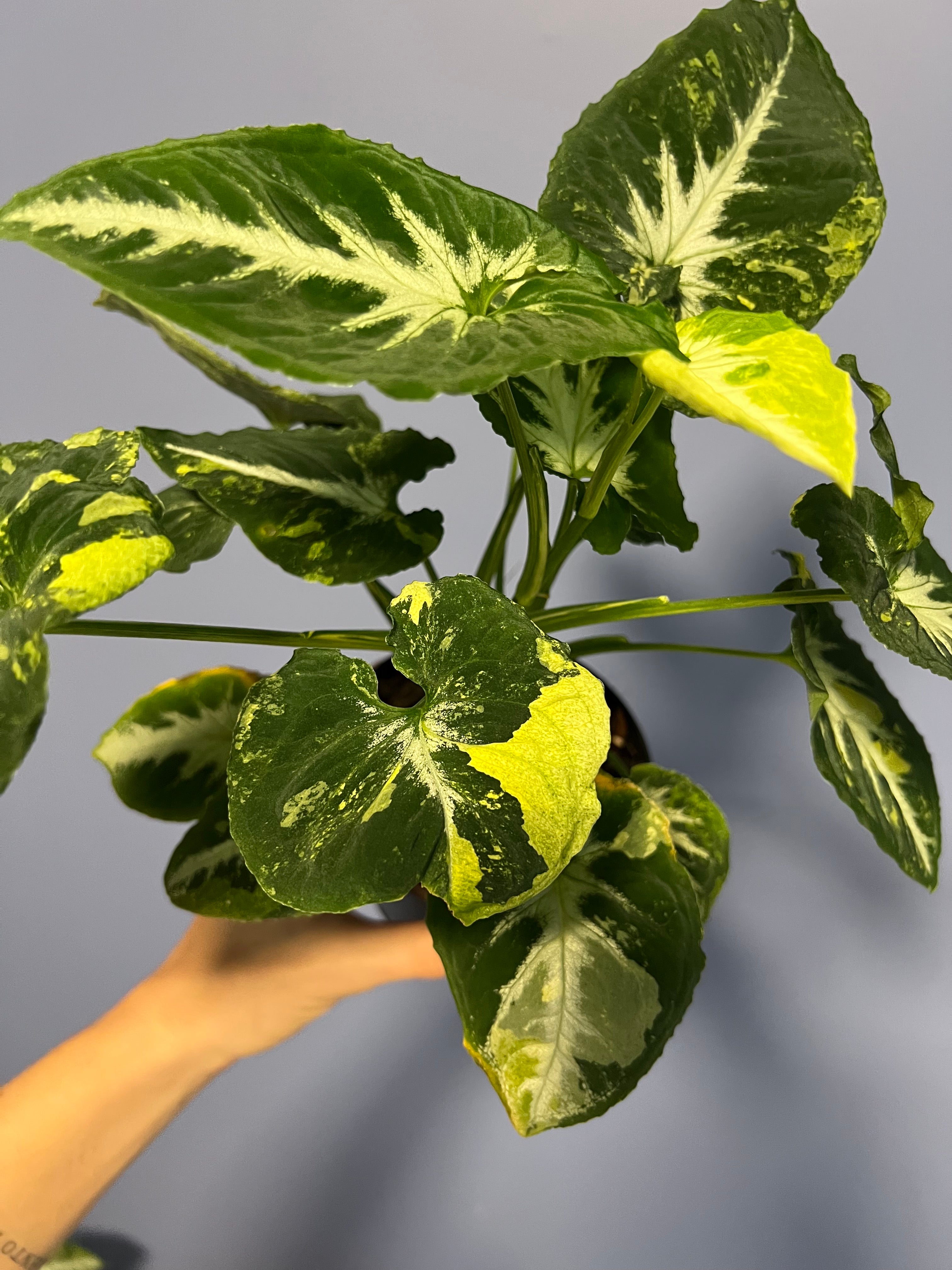 Syngonium Scrmabled Eggs