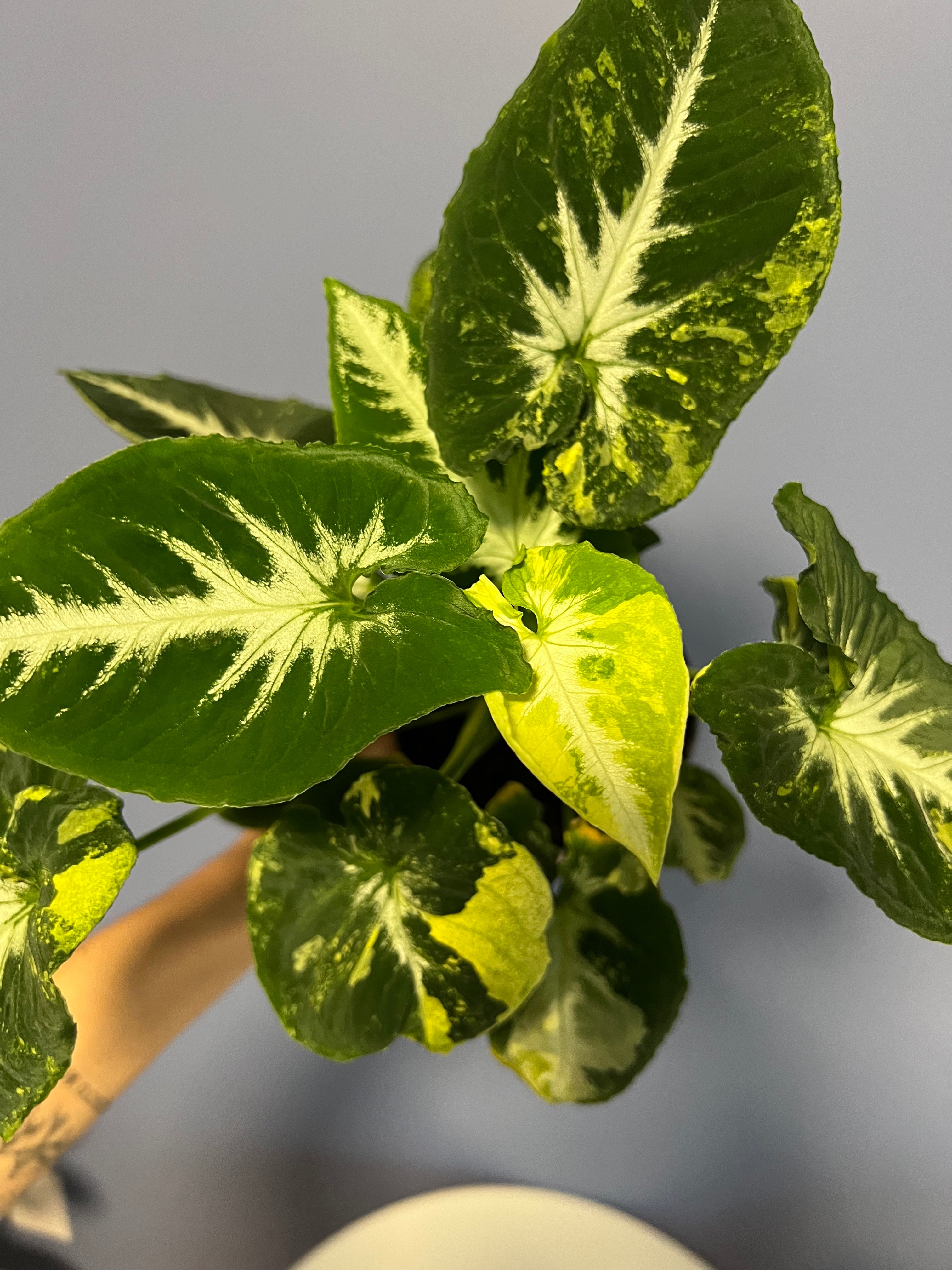 Syngonium Scrmabled Eggs