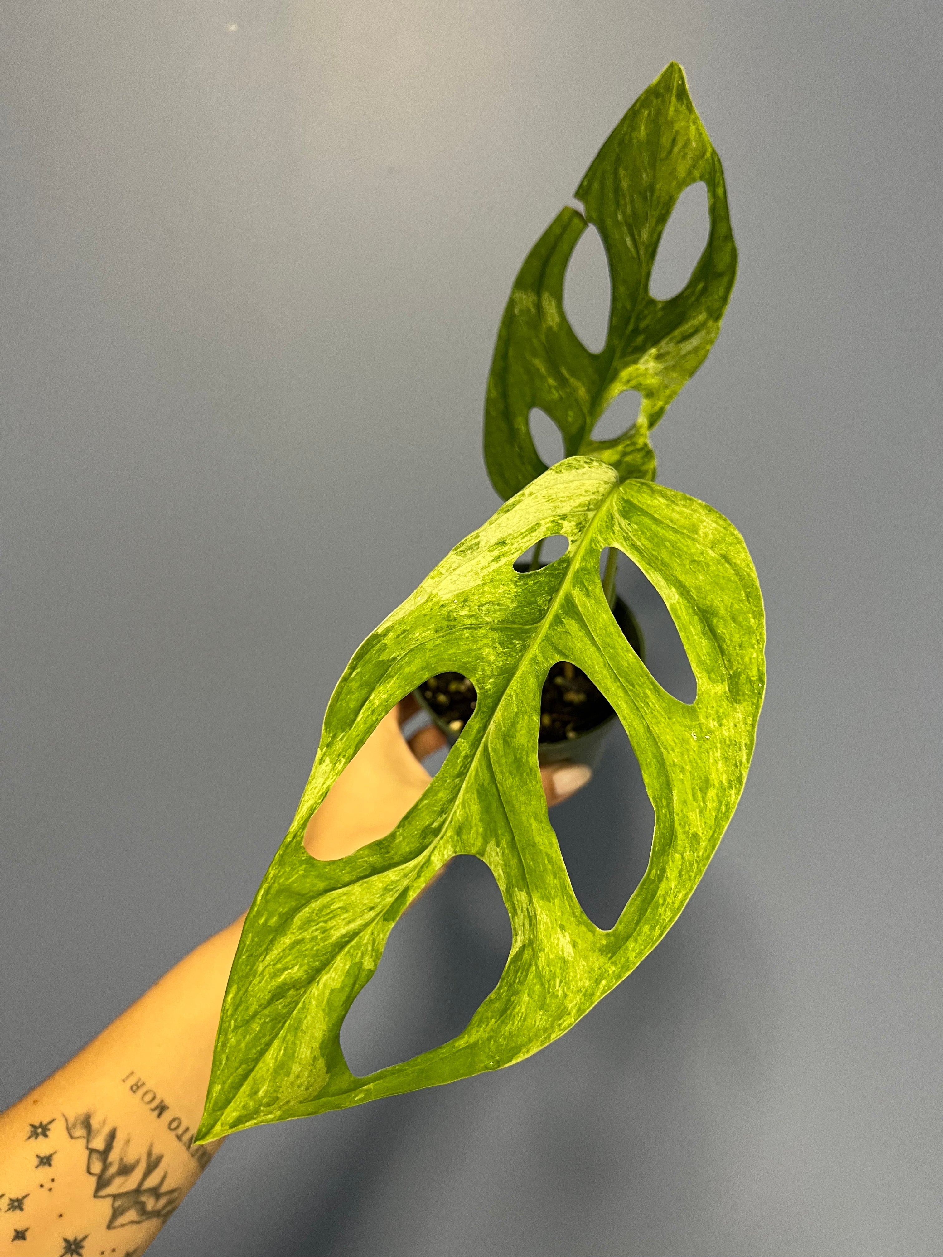 Monstera Adansonii Mint Variegated