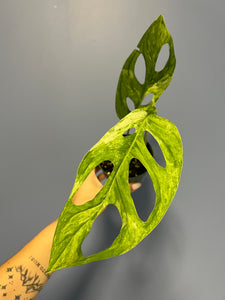 Monstera Adansonii Mint Variegated