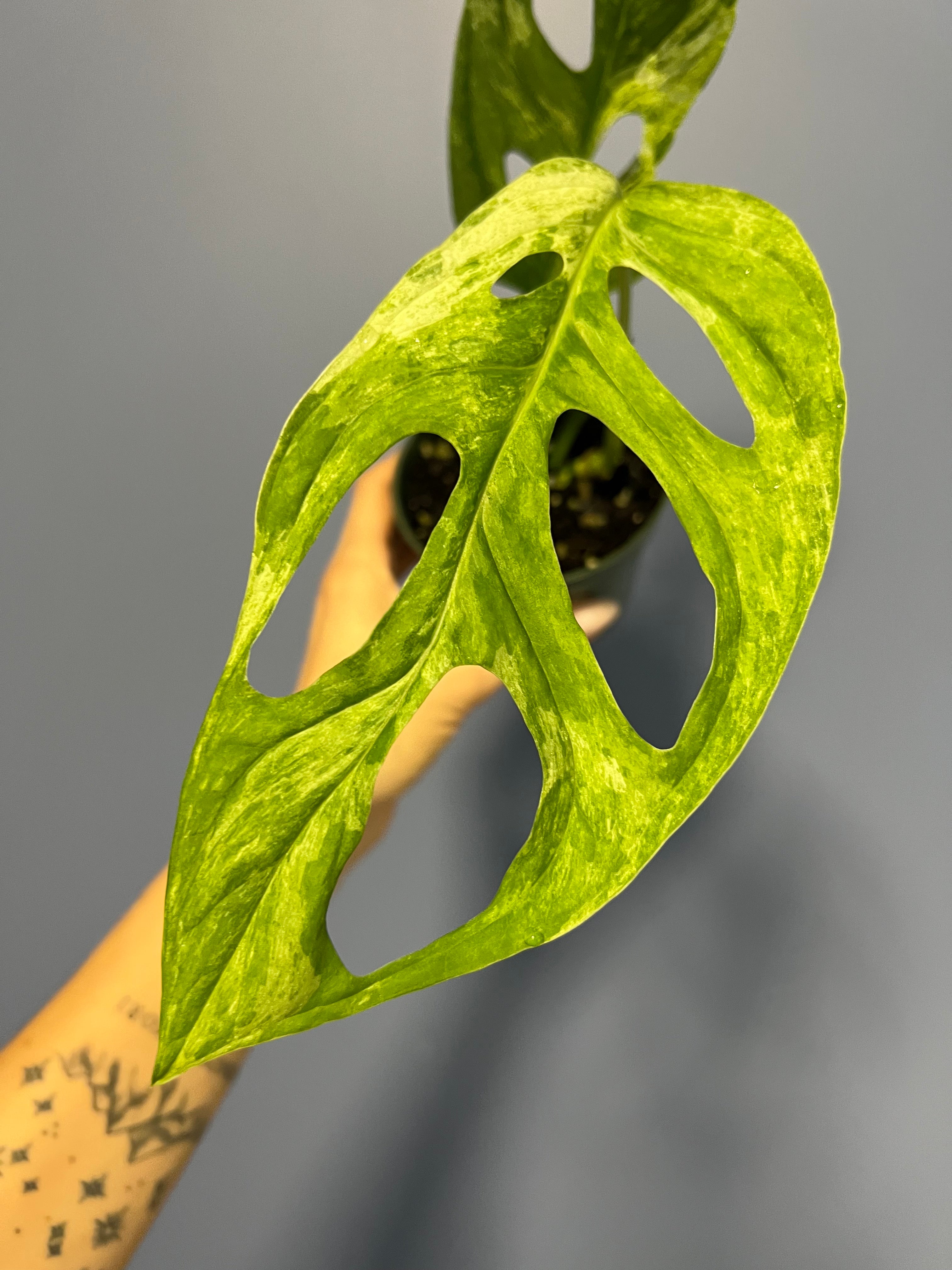 Monstera Adansonii Mint Variegated