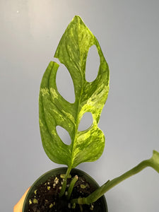 Monstera Adansonii Mint Variegated