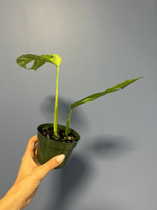 Monstera Adansonii Mint Variegated