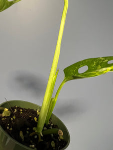 Monstera Adansonii Mint Variegated