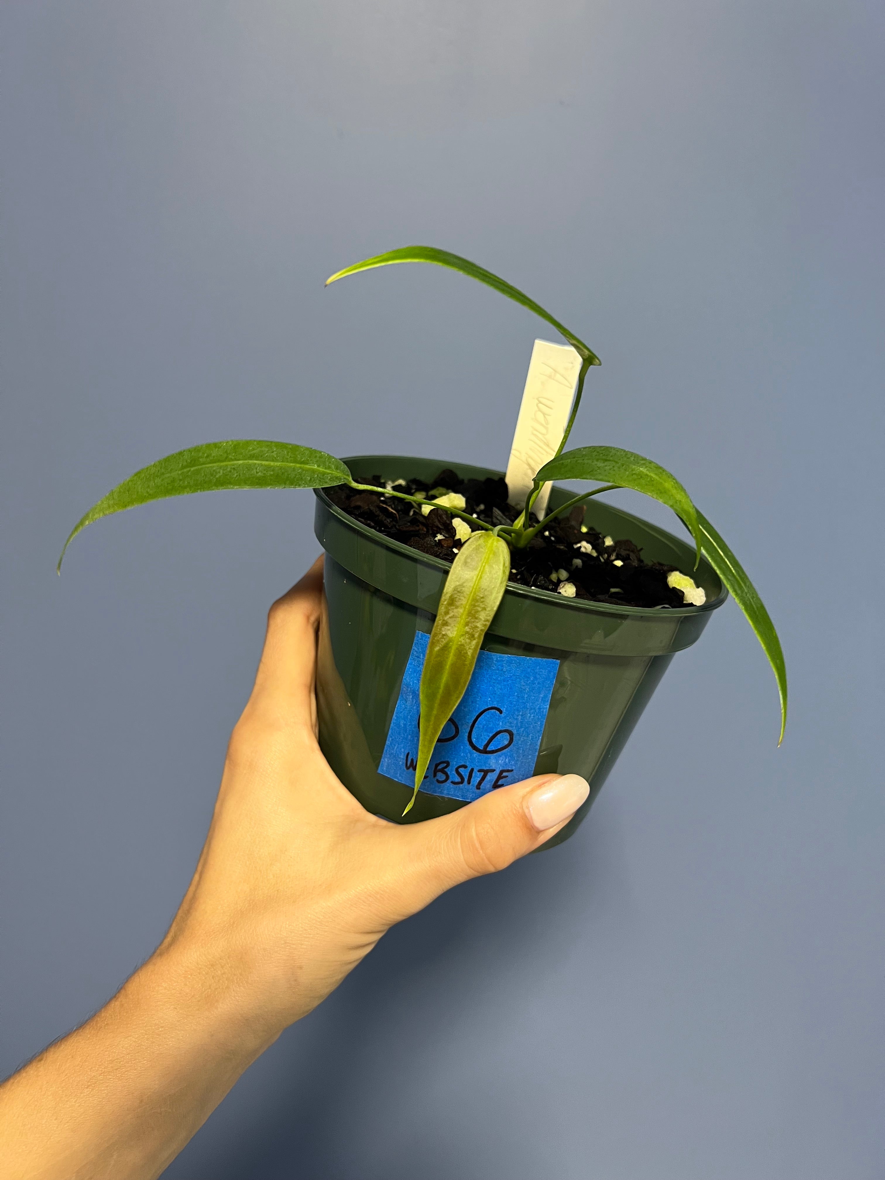 anthurium wendlengeri Anthurium Wendlingeri Western Panama – Lauderdale Aroid House