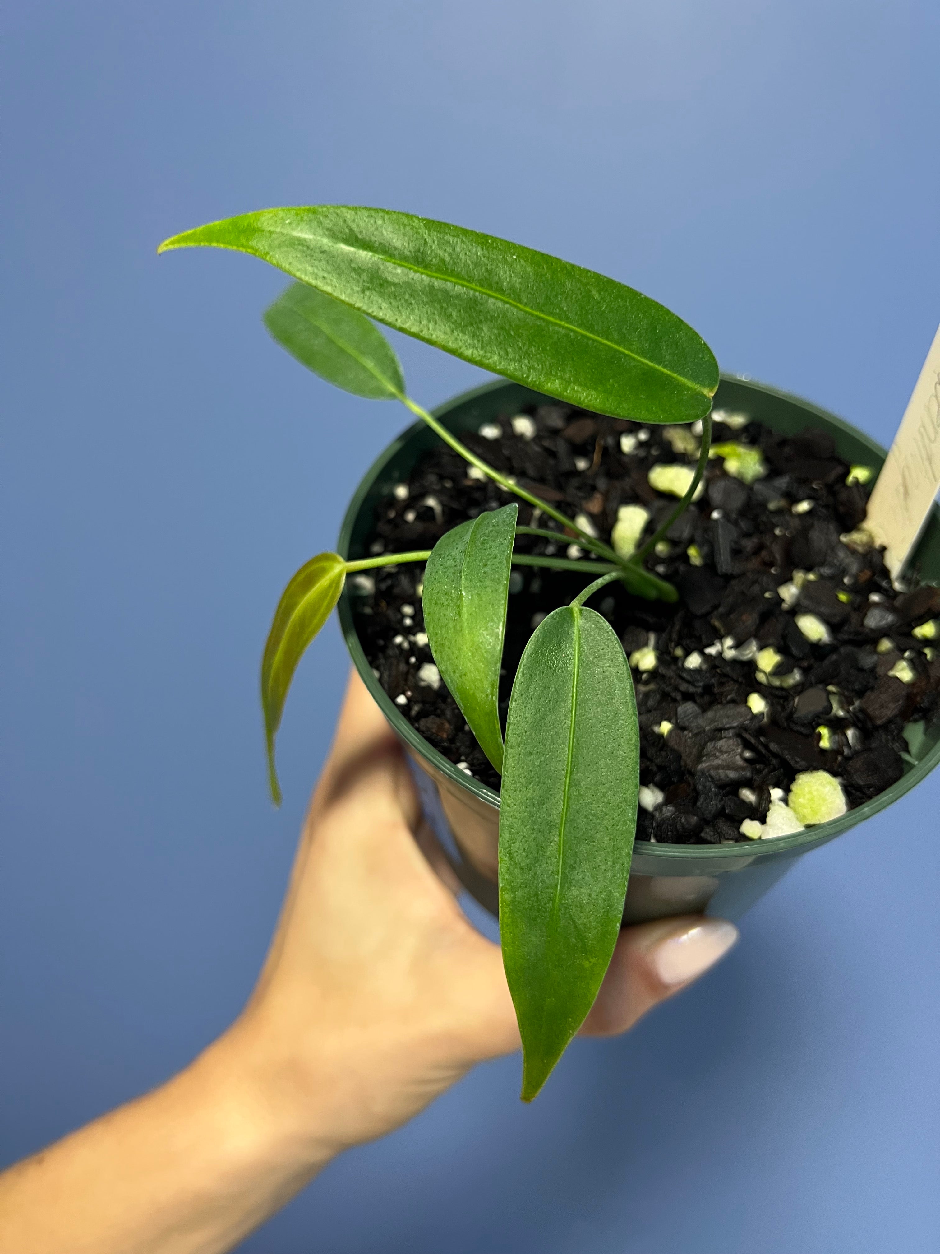 anthurium wendlengeri Anthurium Wendlingeri Western Panama – Lauderdale Aroid House