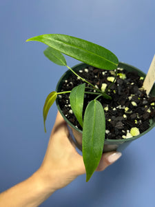 Anthurium Wendlingeri Western Panama