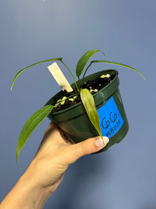 Anthurium Wendlingeri Western Panama