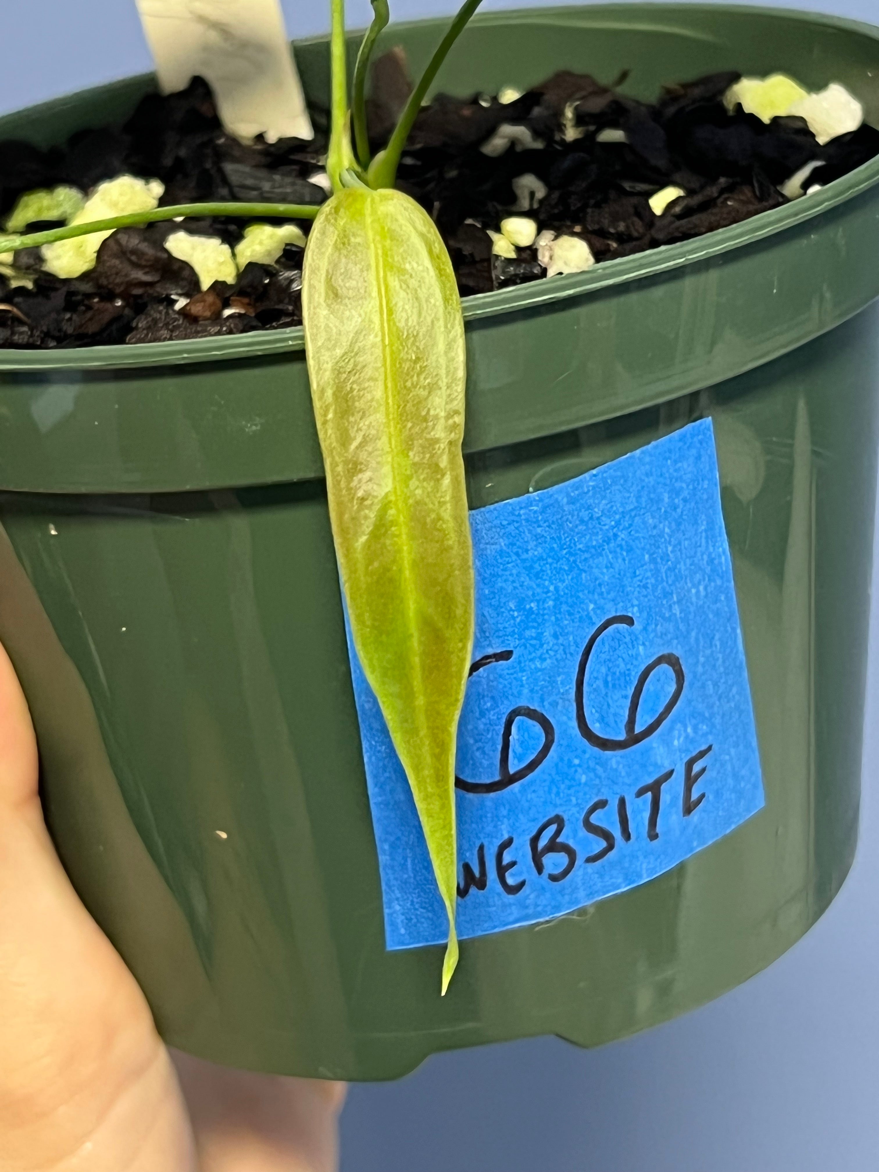 Anthurium Wendlingeri Western Panama
