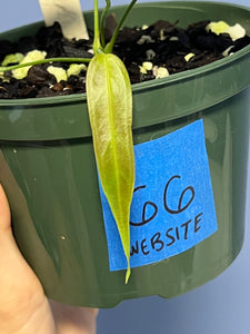 Anthurium Wendlingeri Western Panama