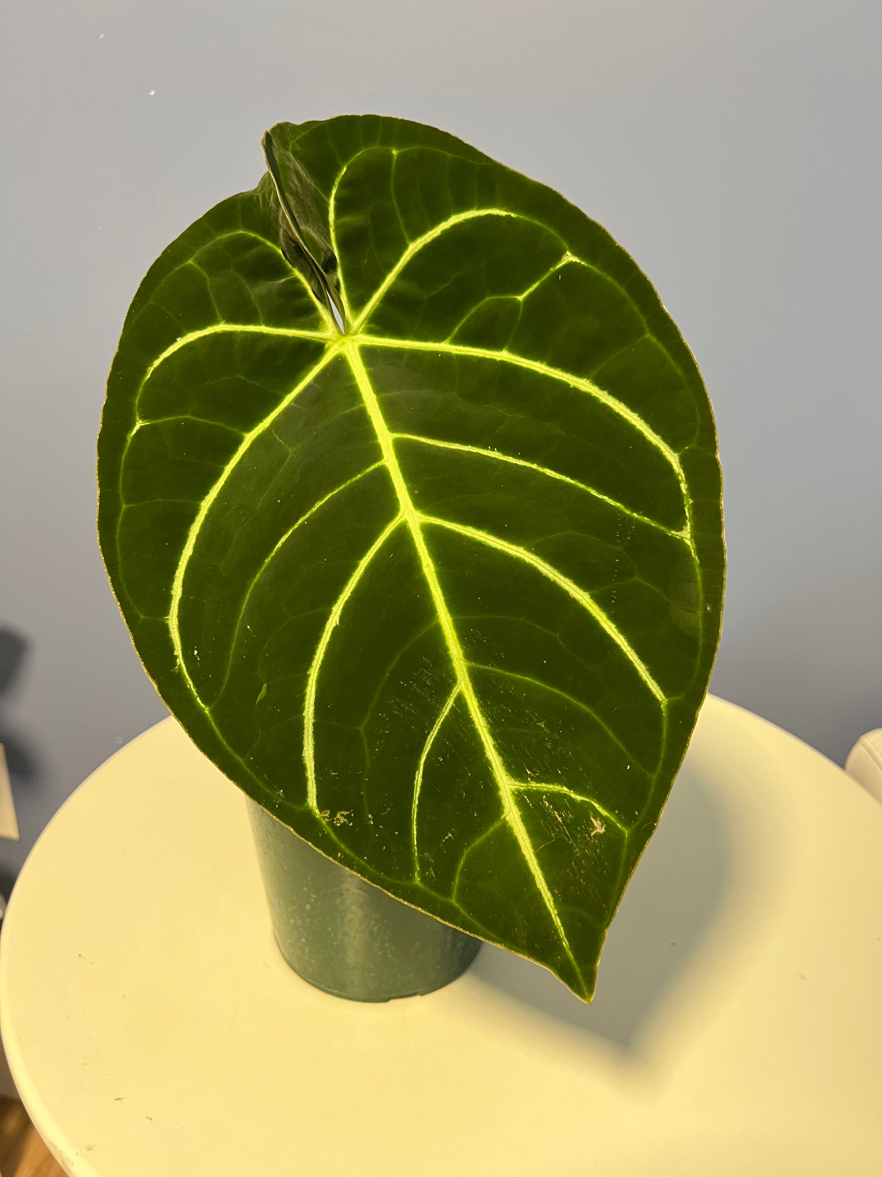 anthurium carlablackiae for sale Anthurium Carlablackiae RA x Regale – Lauderdale Aroid House