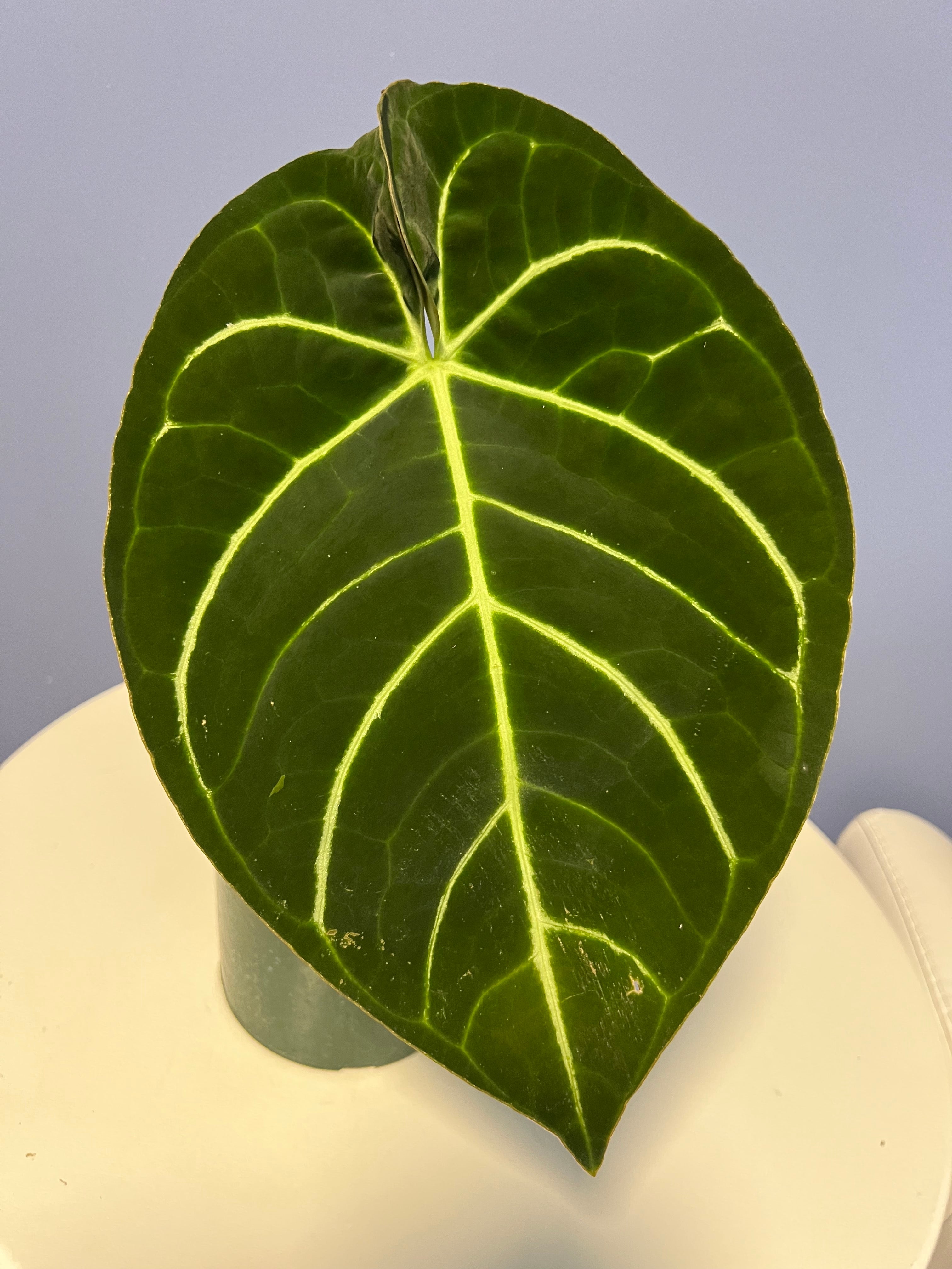 anthurium regale x luxurians Anthurium Carlablackiae RA x Regale – Lauderdale Aroid House