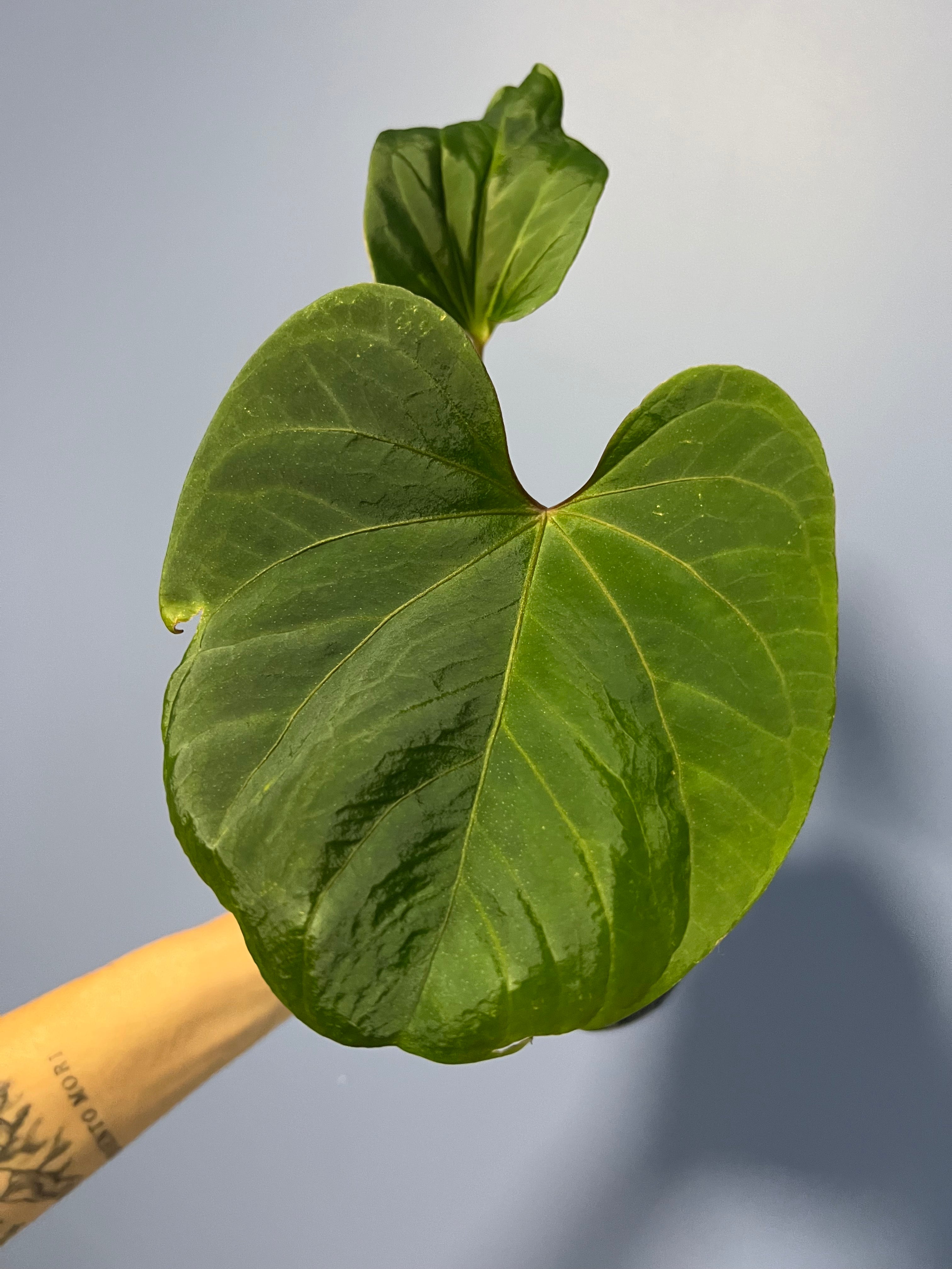anthurium portillae Anthurium Portillae RA x Kunayalense RA – Lauderdale Aroid House