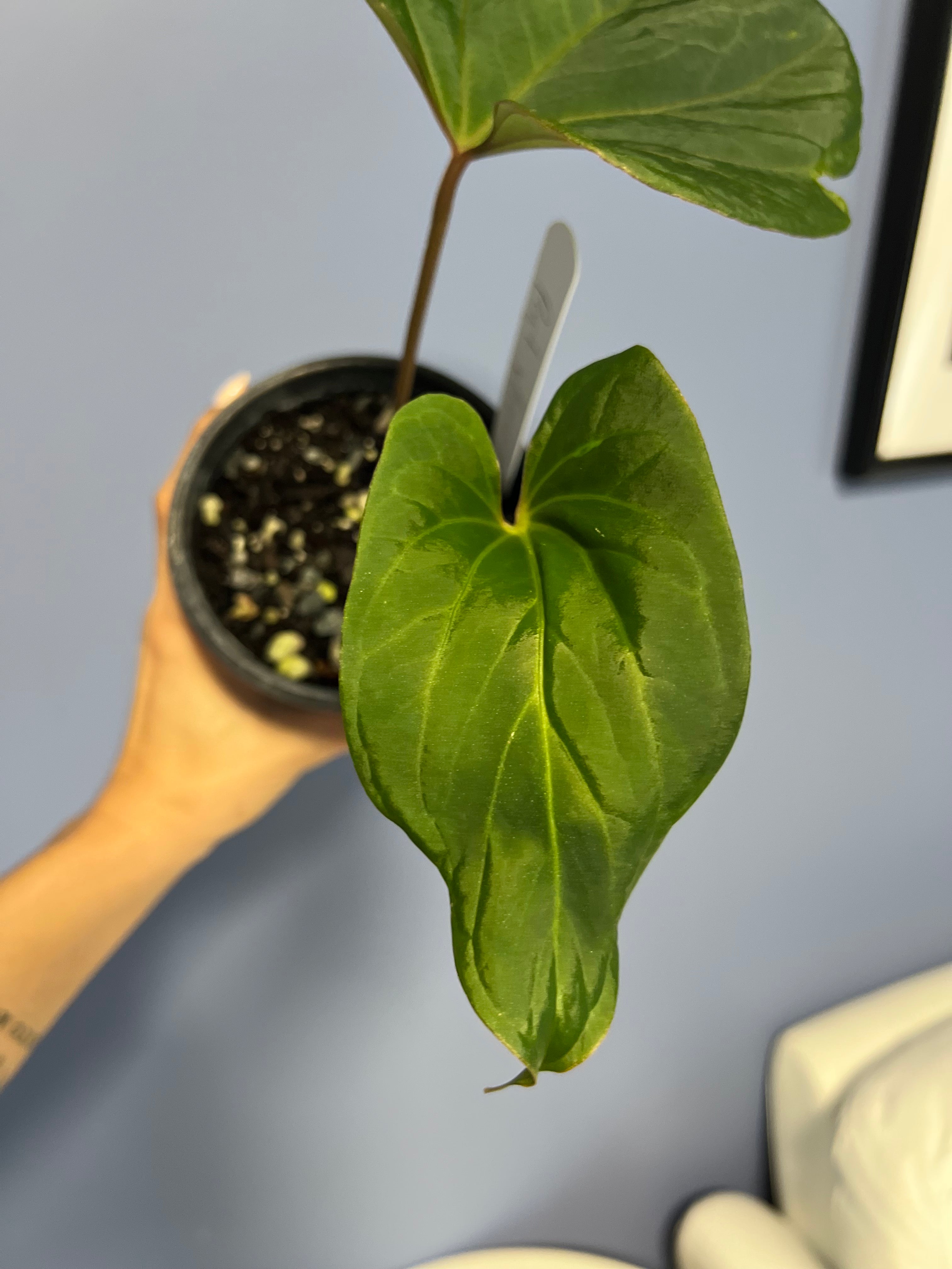 anthurium chamberlainii x portillae Anthurium Portillae RA x Kunayalense RA – Lauderdale Aroid House