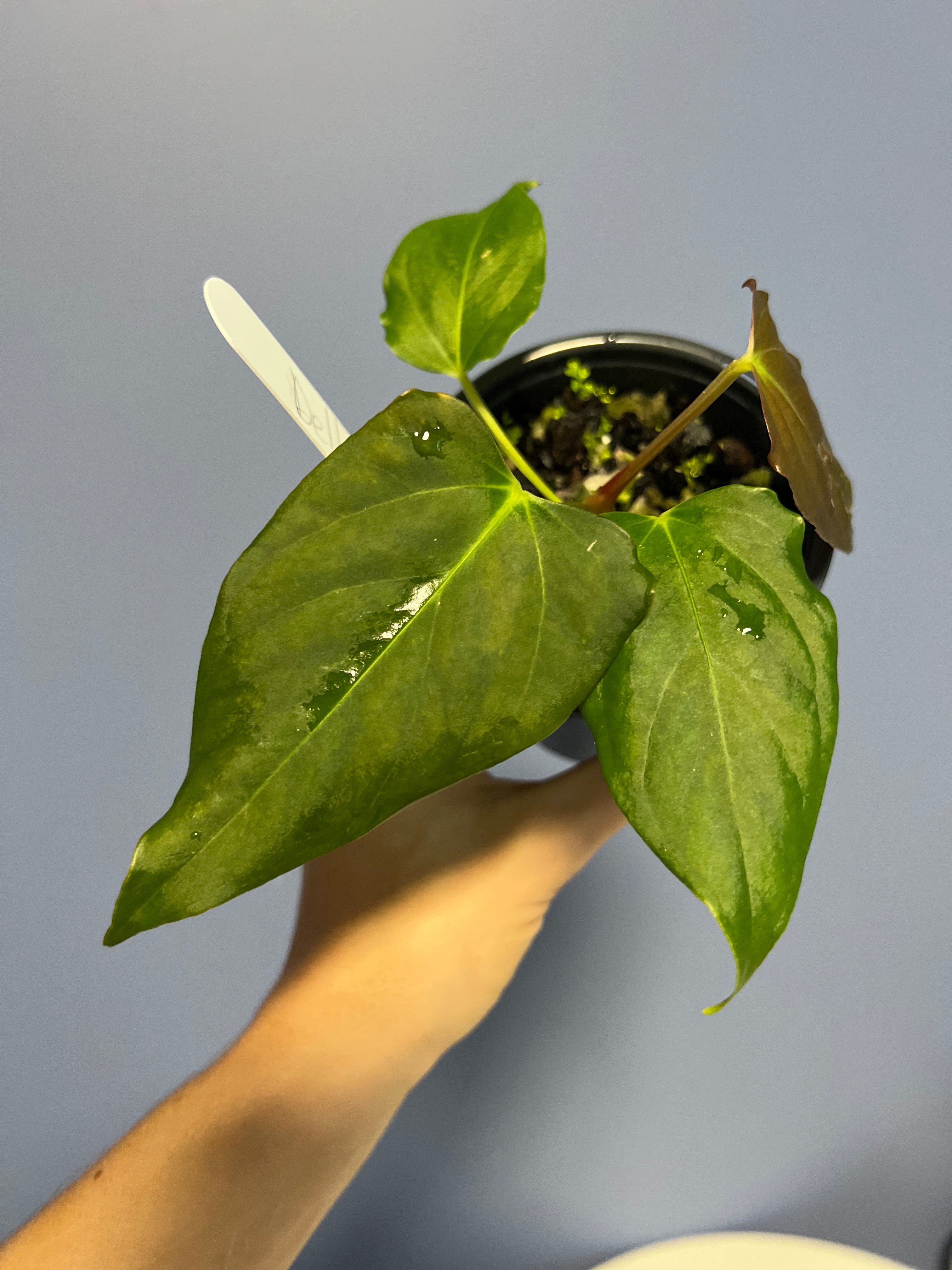 anthurium leland delta Anthurium Delta Dawn x Self – Lauderdale Aroid House