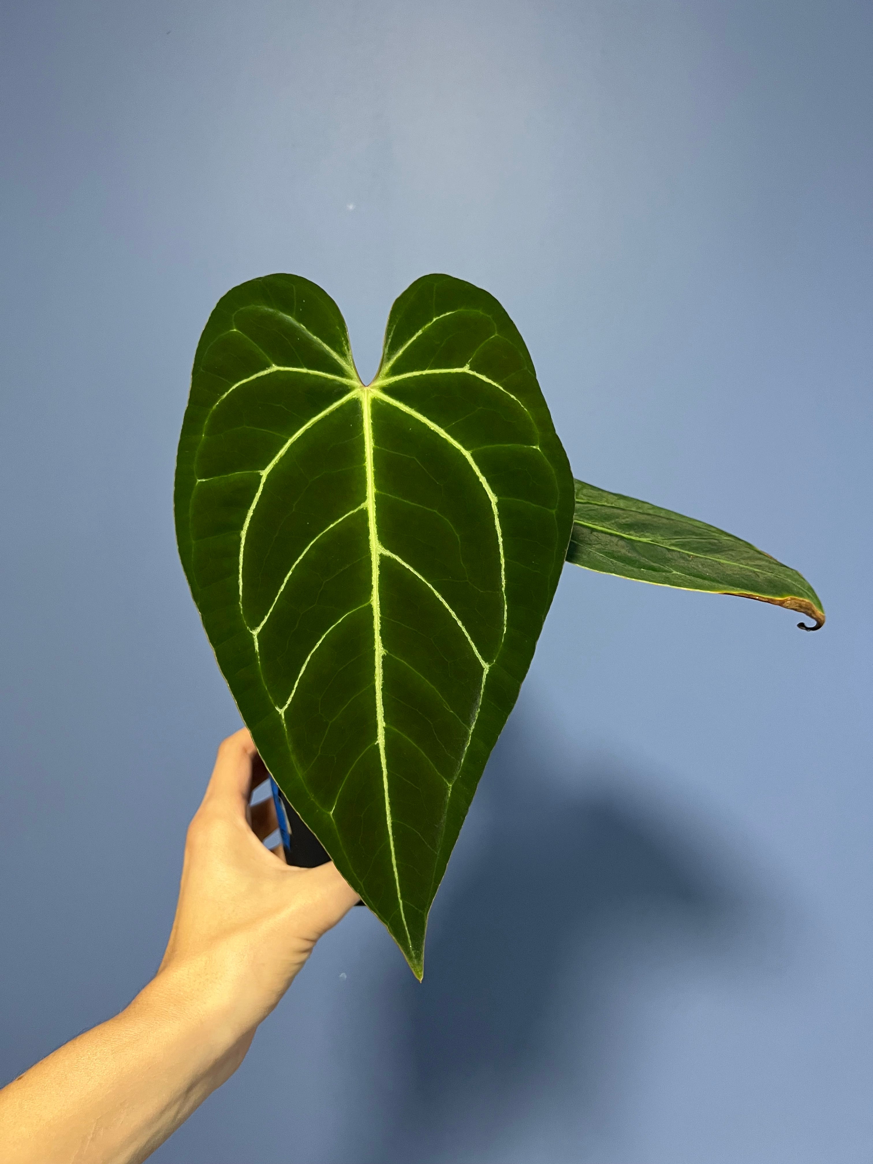 Anthurium Portillae x Regale