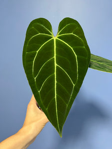 Anthurium Portillae x Regale