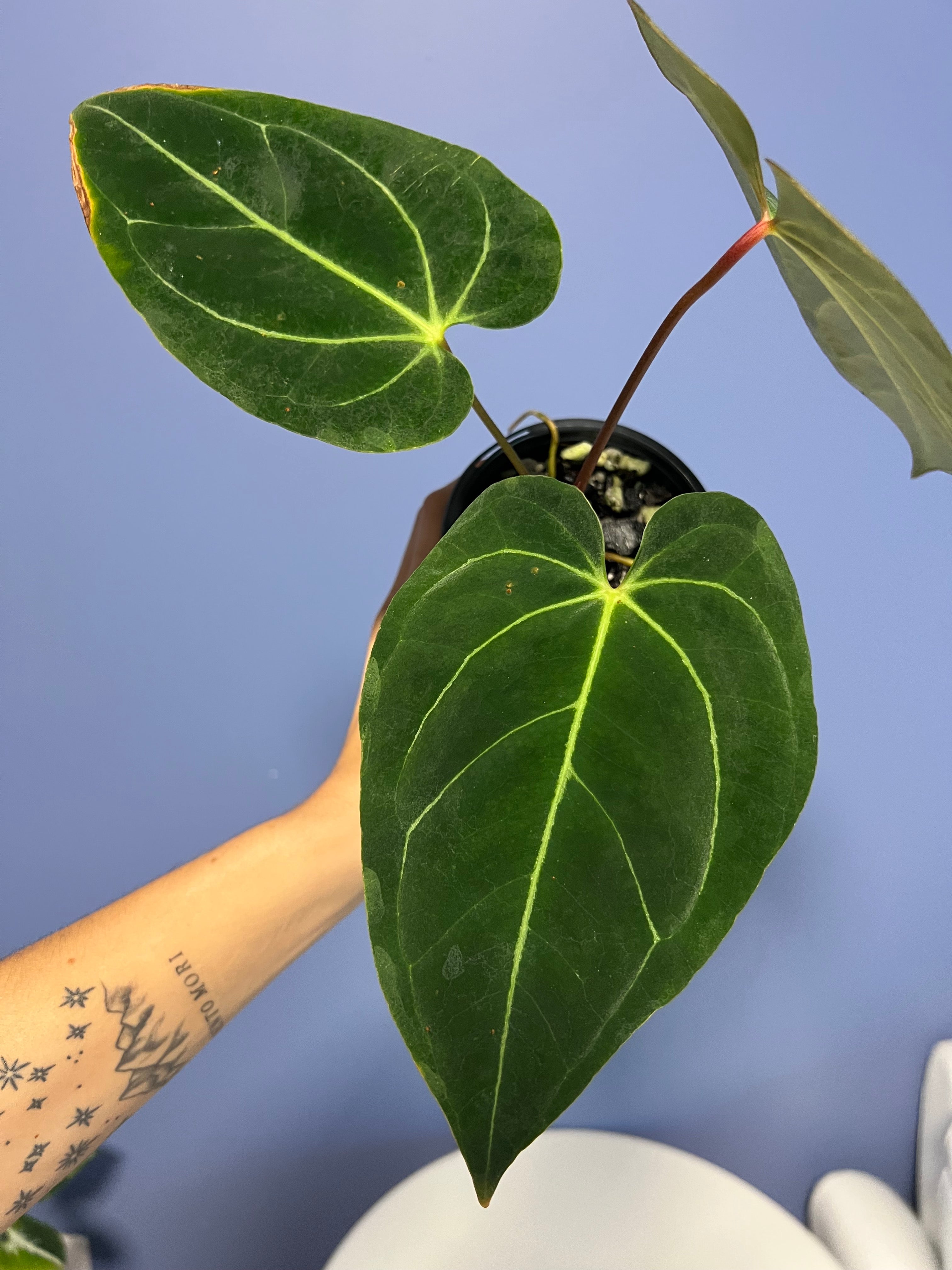 anthurium regale hybrid Anthurium Portillae x Regale – Lauderdale Aroid House
