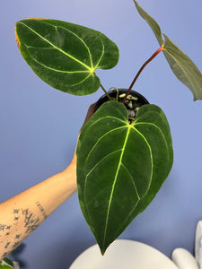 Anthurium Portillae x Regale