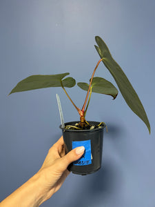 Anthurium Portillae x Regale