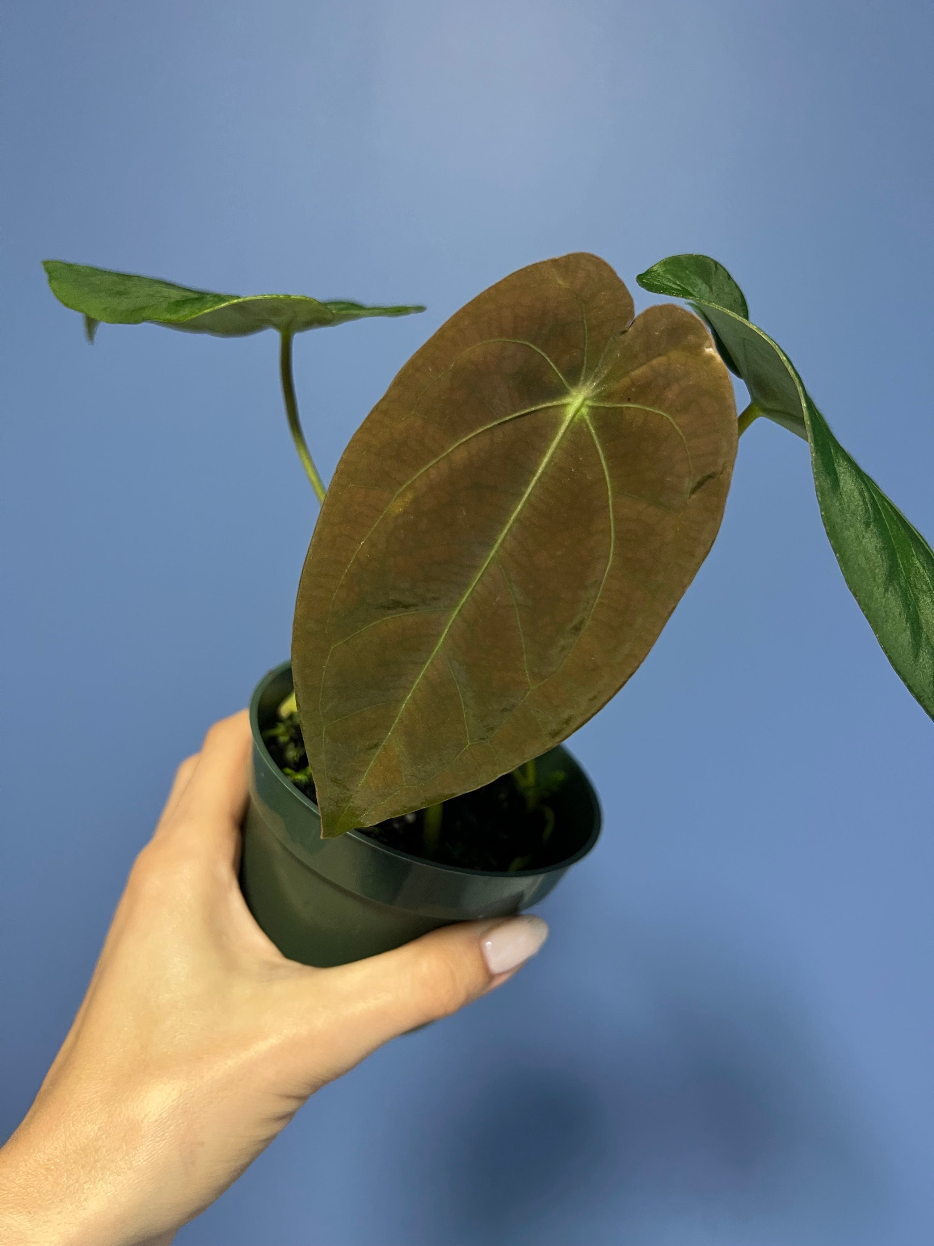 Anthurium Papillilaminum RA2 x Forgetii