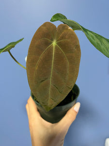 Anthurium Papillilaminum RA2 x Forgetii