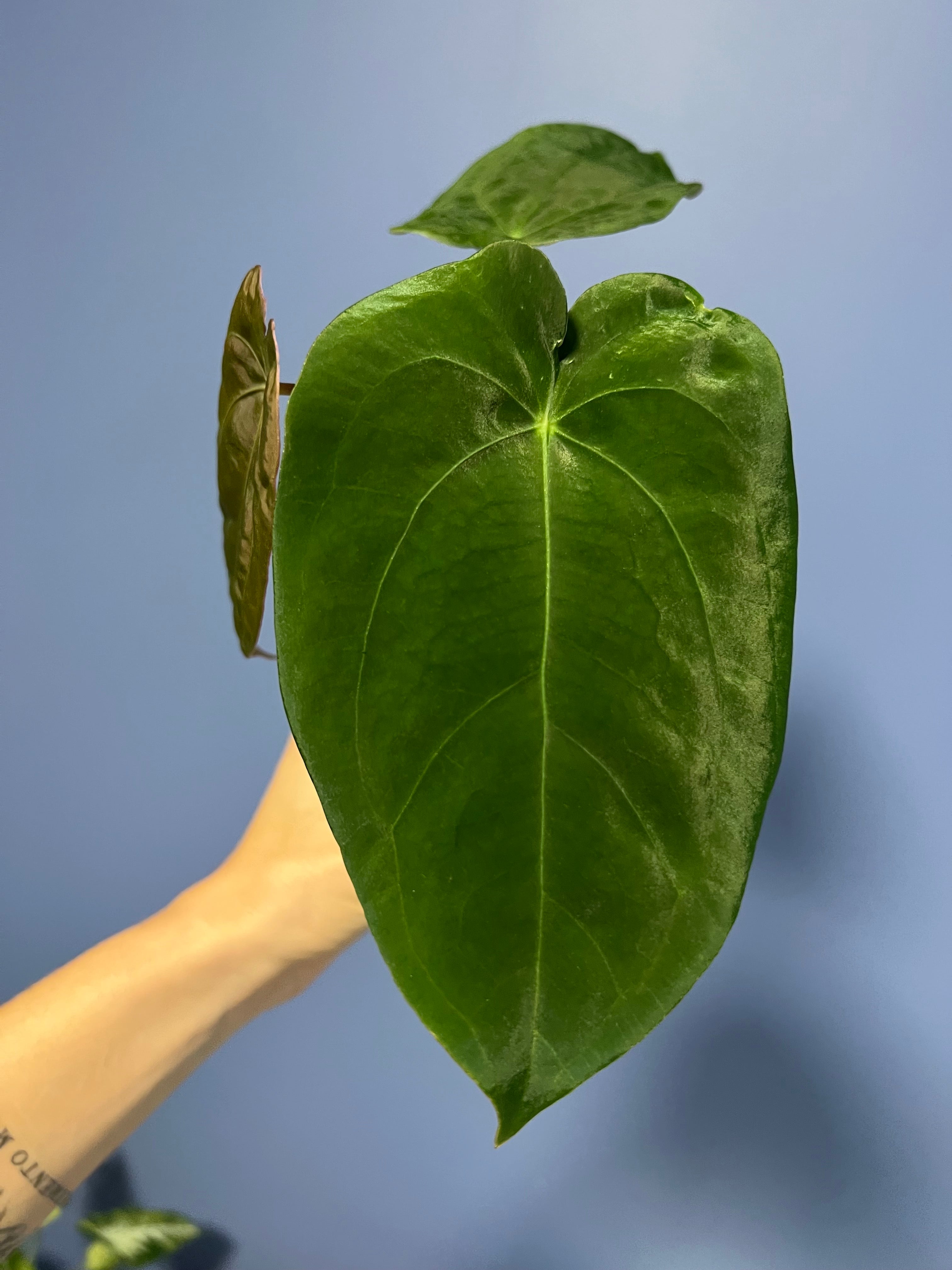 Anthurium Papillilaminum RA2 x Forgetii