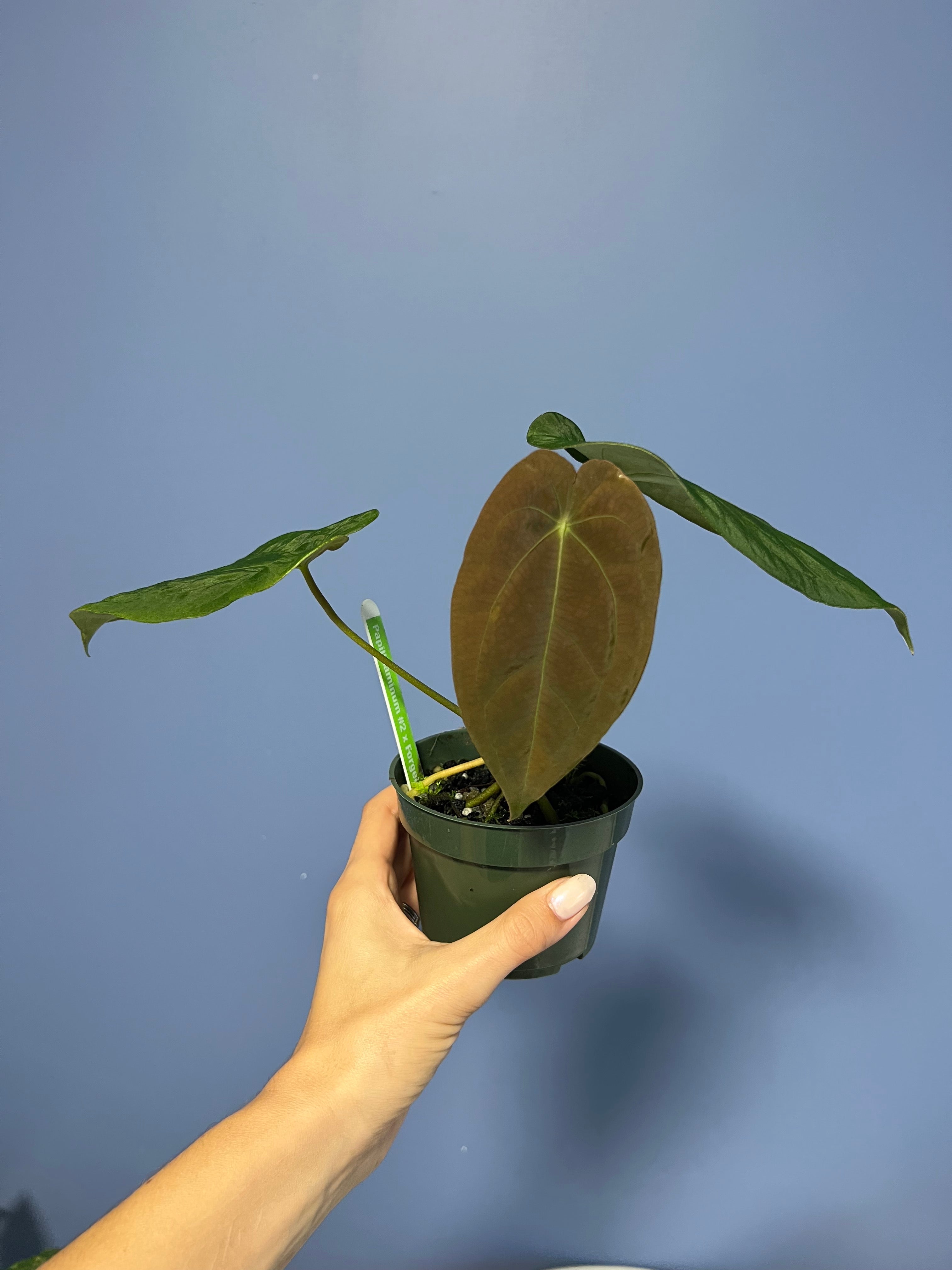 anthurium papillilaminum for sale Anthurium Papillilaminum RA2 x Forgetii – Lauderdale Aroid House