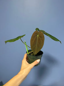 Anthurium Papillilaminum RA2 x Forgetii