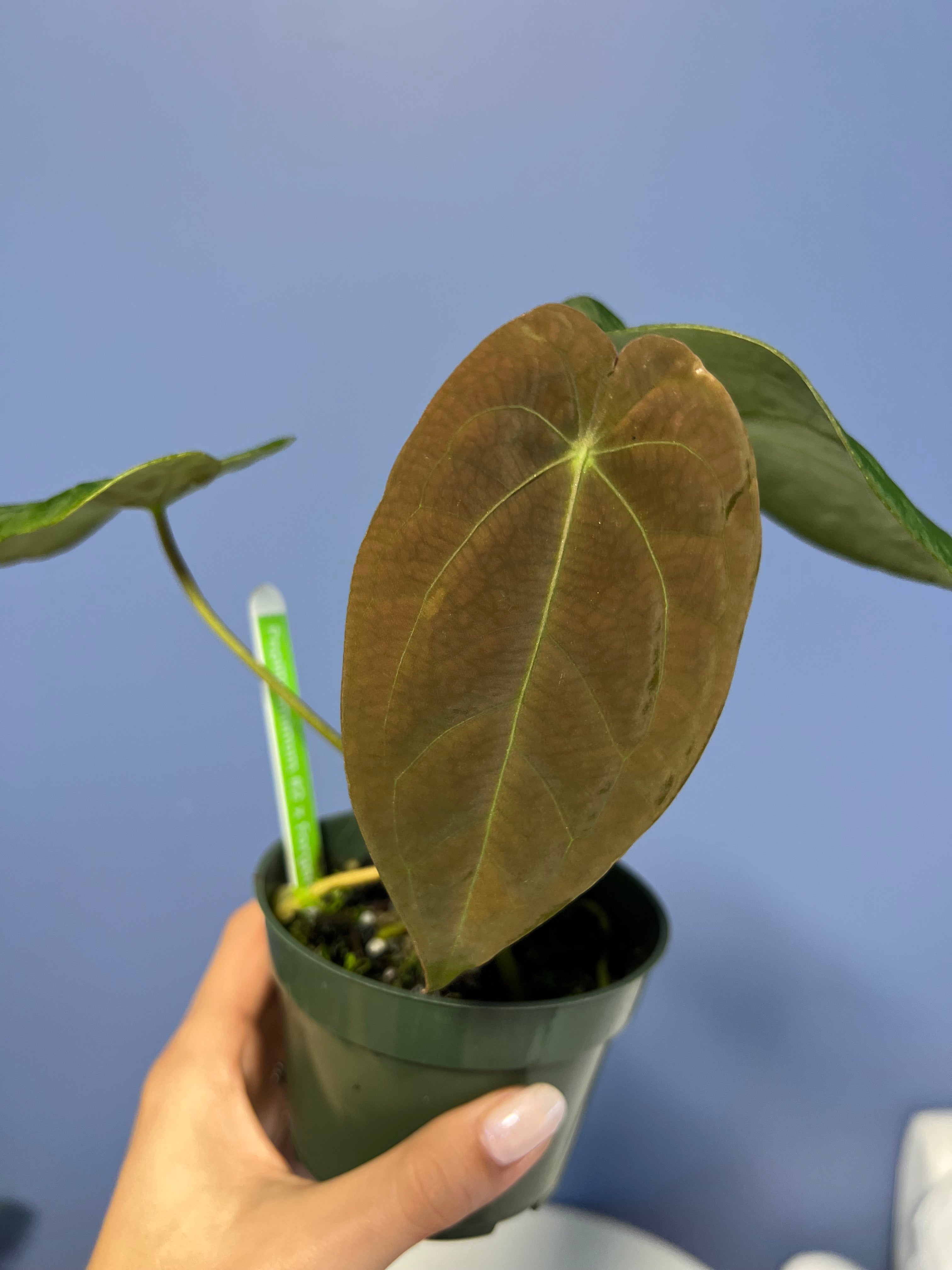 Anthurium Papillilaminum RA2 x Forgetii