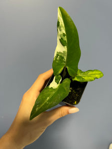 Alocasia Lauterbachiana Albo Variegated