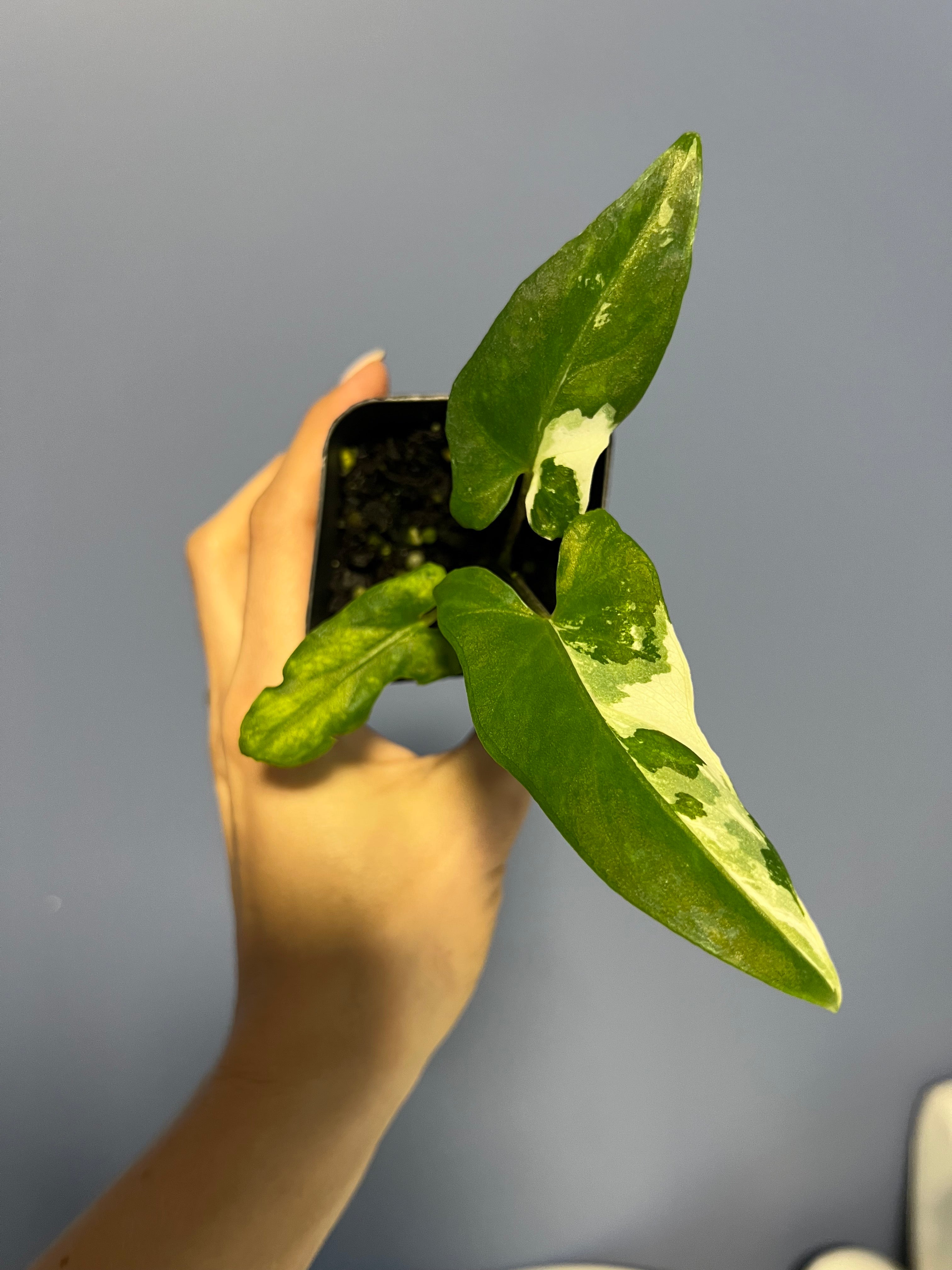 Alocasia Lauterbachiana Albo Variegated