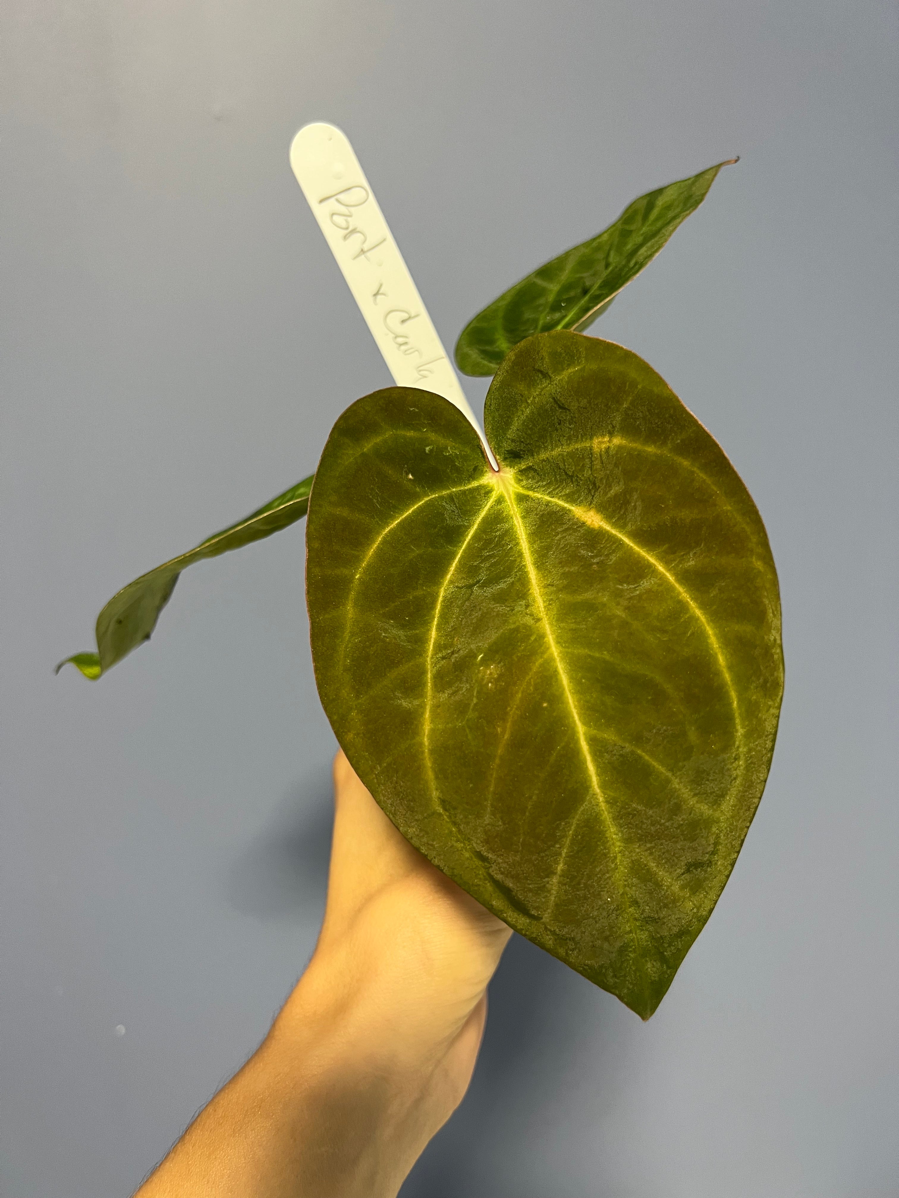 Anthurium Portillae x Carlablackiae