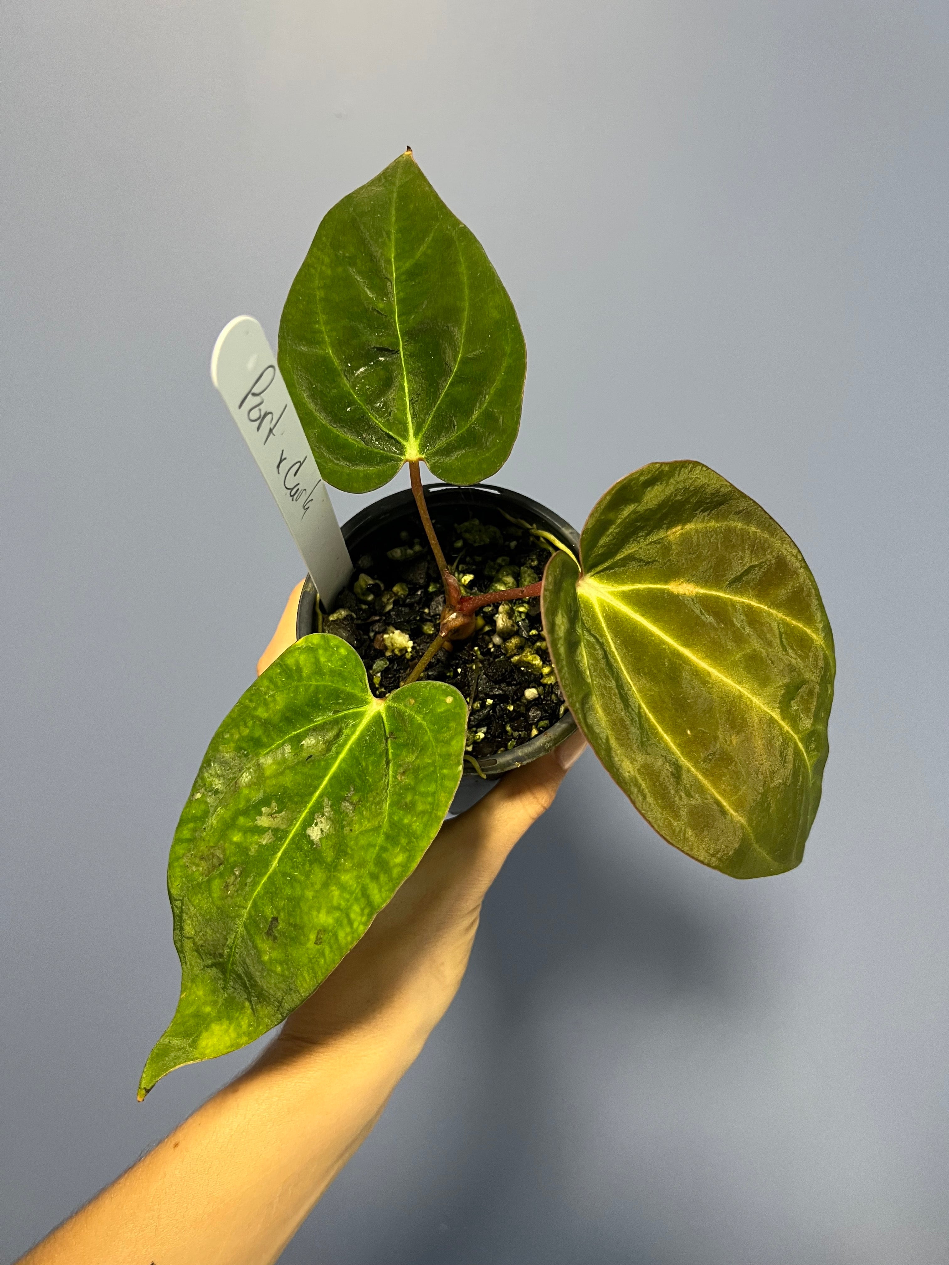 Anthurium Portillae x Carlablackiae