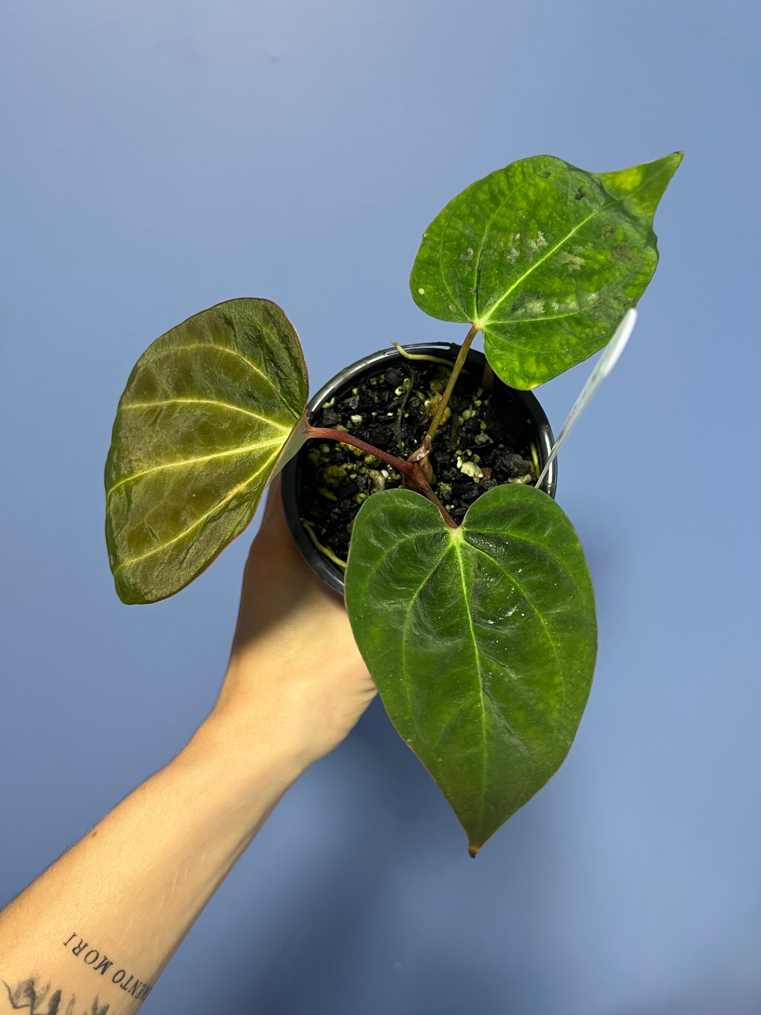 Anthurium Portillae x Carlablackiae