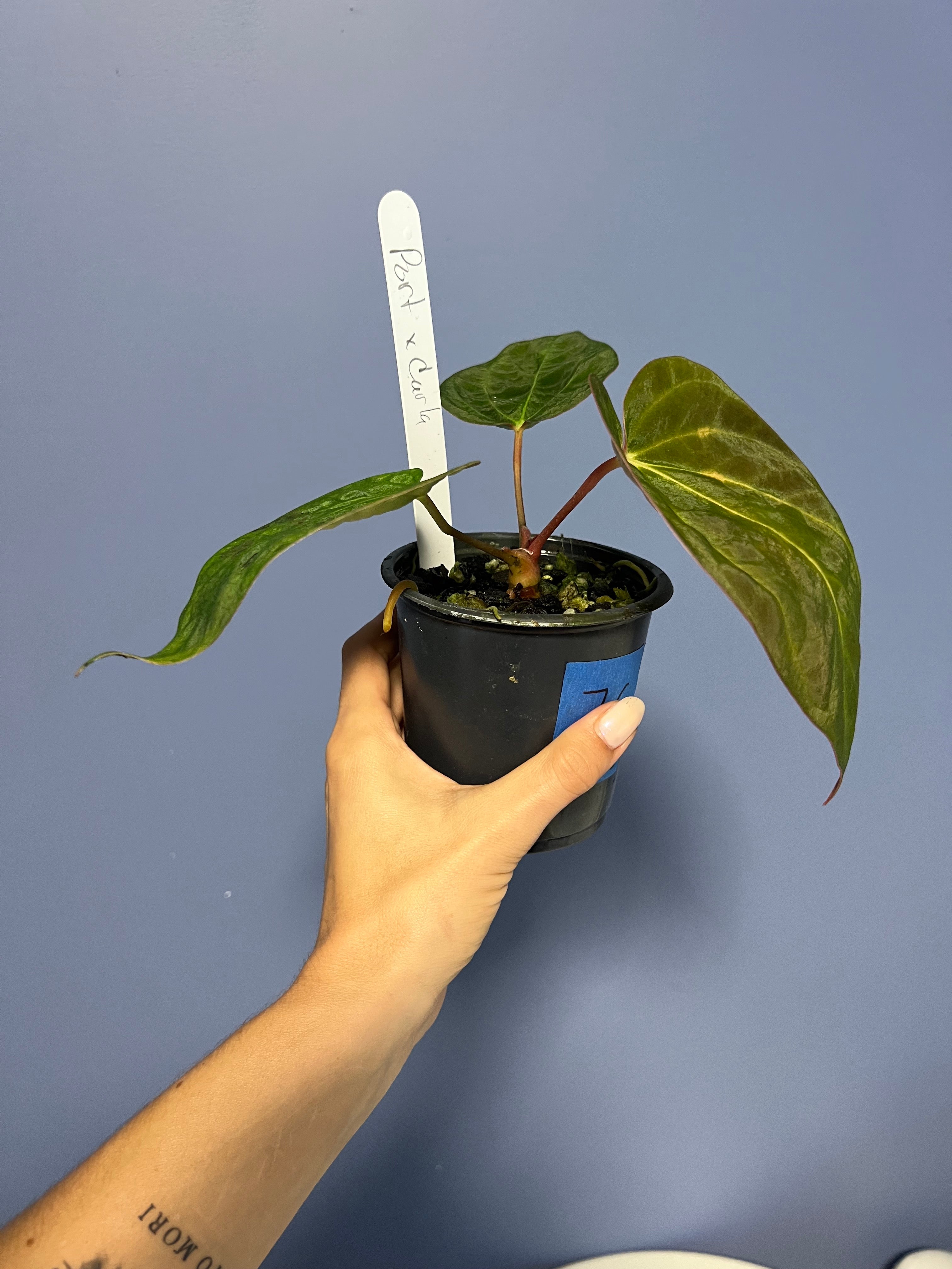 anthurium galeotti Anthurium Portillae x Carlablackiae – Lauderdale Aroid House