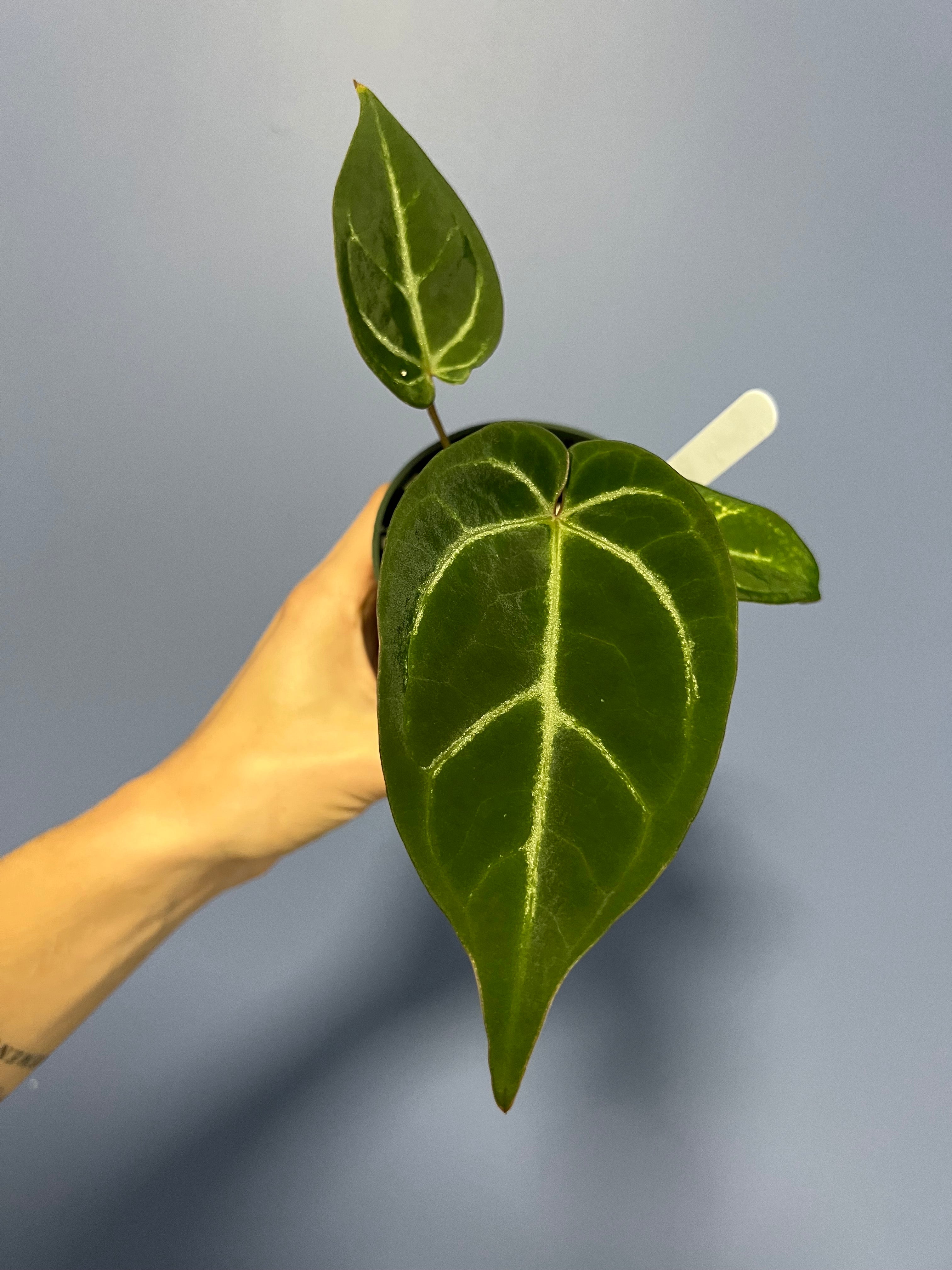 anthurium black beauty 2011 Anthurium Black Beauty by Barry S. – Lauderdale Aroid House