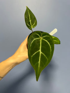anthurium black winner Anthurium Black Beauty by Barry S. – Lauderdale Aroid House