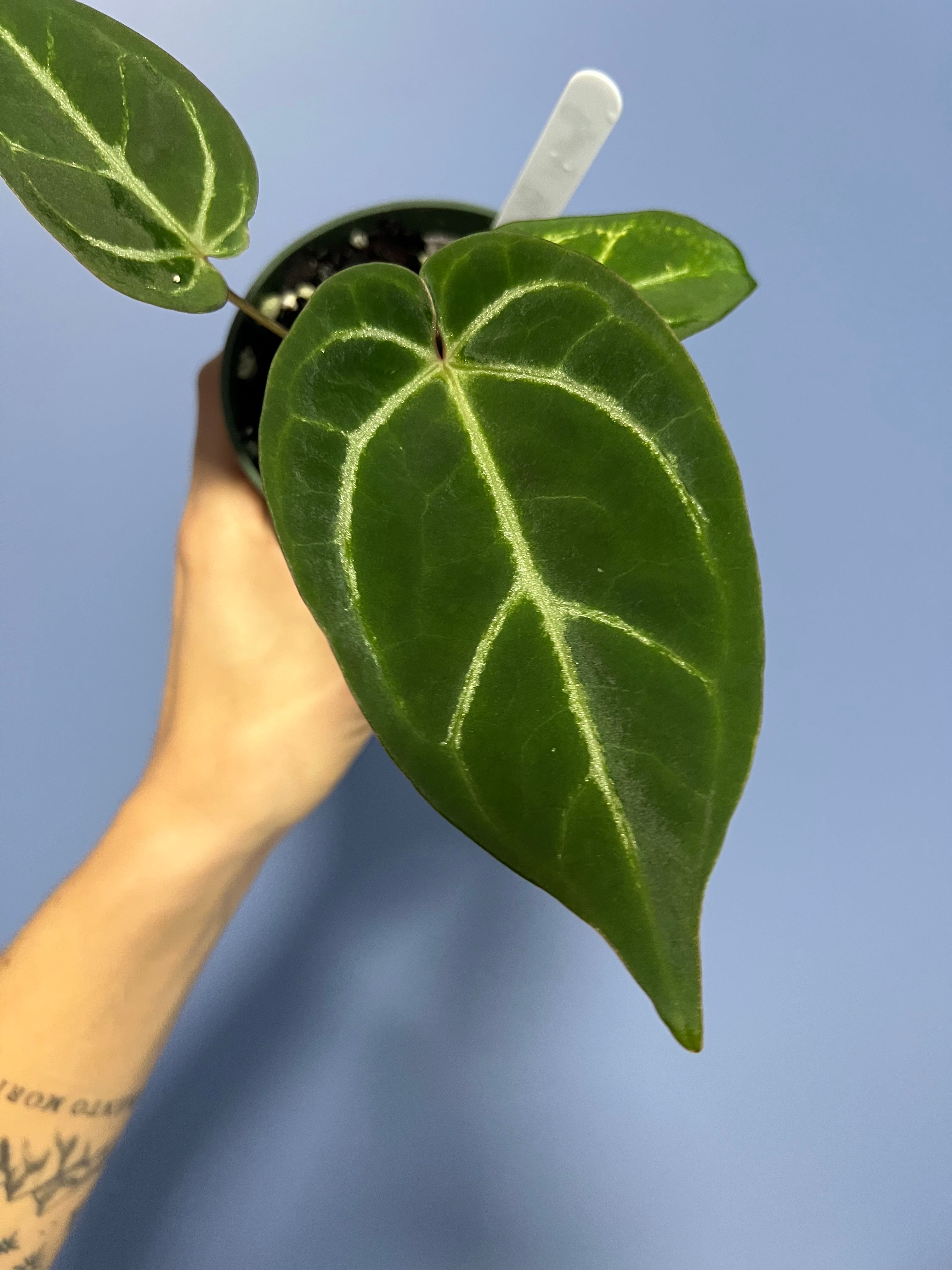 anthurium black beauty 2013 Anthurium Black Beauty by Barry S. – Lauderdale Aroid House