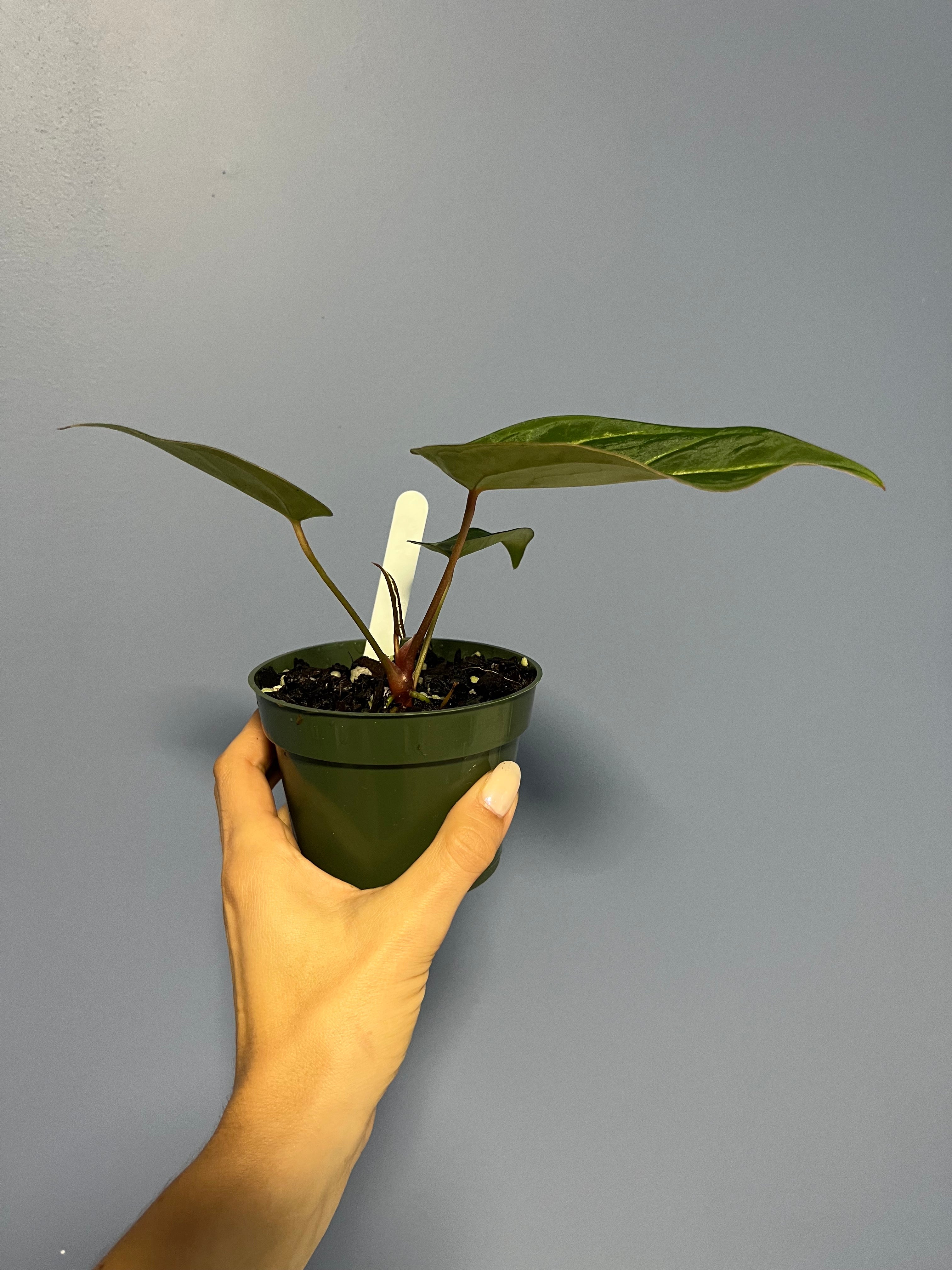 anthurium andreanum black beauty Anthurium Black Beauty by Barry S. – Lauderdale Aroid House