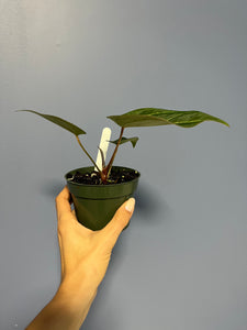 Anthurium Black Beauty by Barry S.