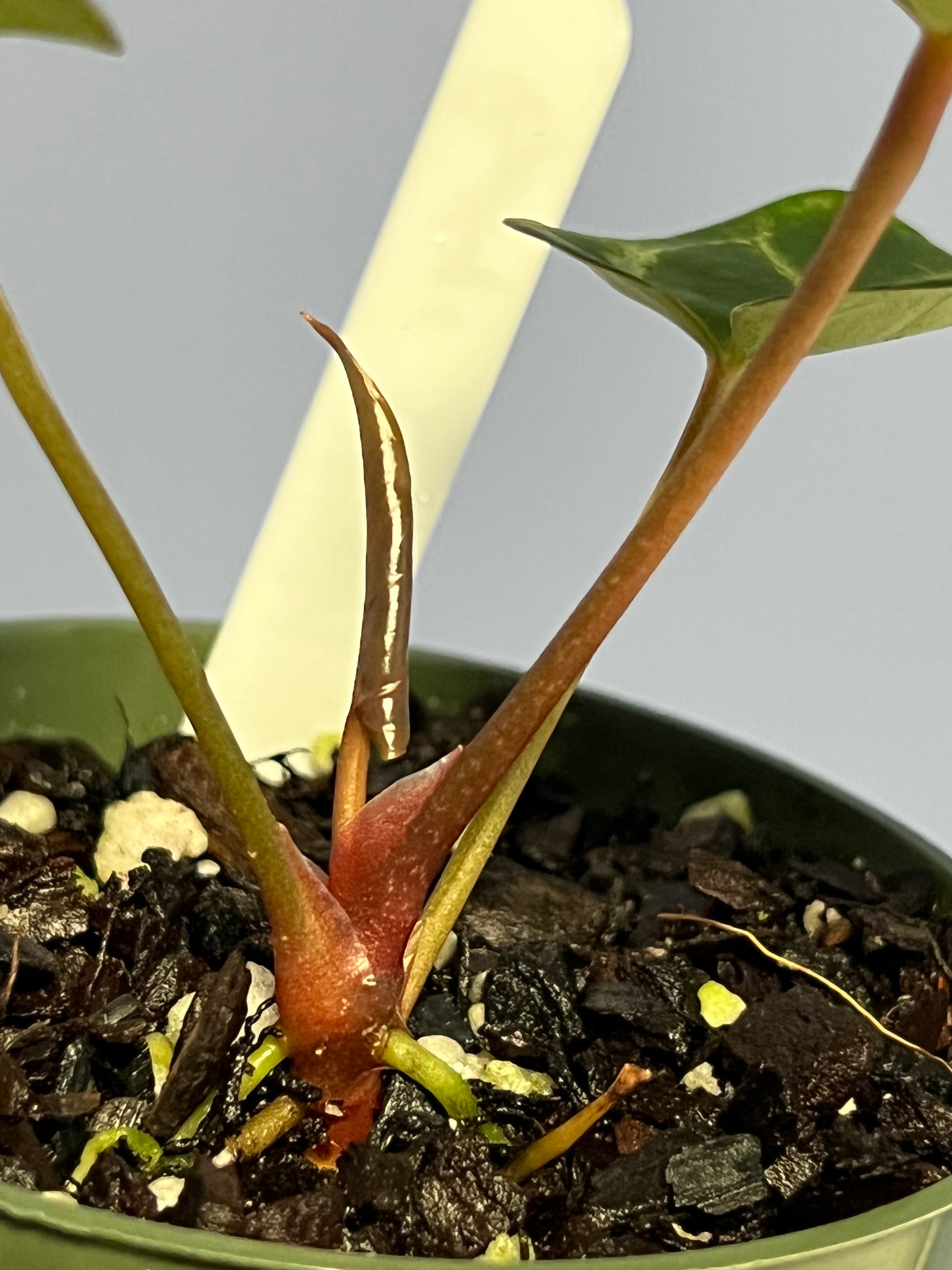 anthurium black beauty 2015 Anthurium Black Beauty by Barry S. – Lauderdale Aroid House