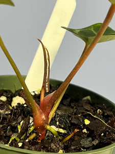 anthurium black beauty Anthurium Black Beauty by Barry S. – Lauderdale Aroid House